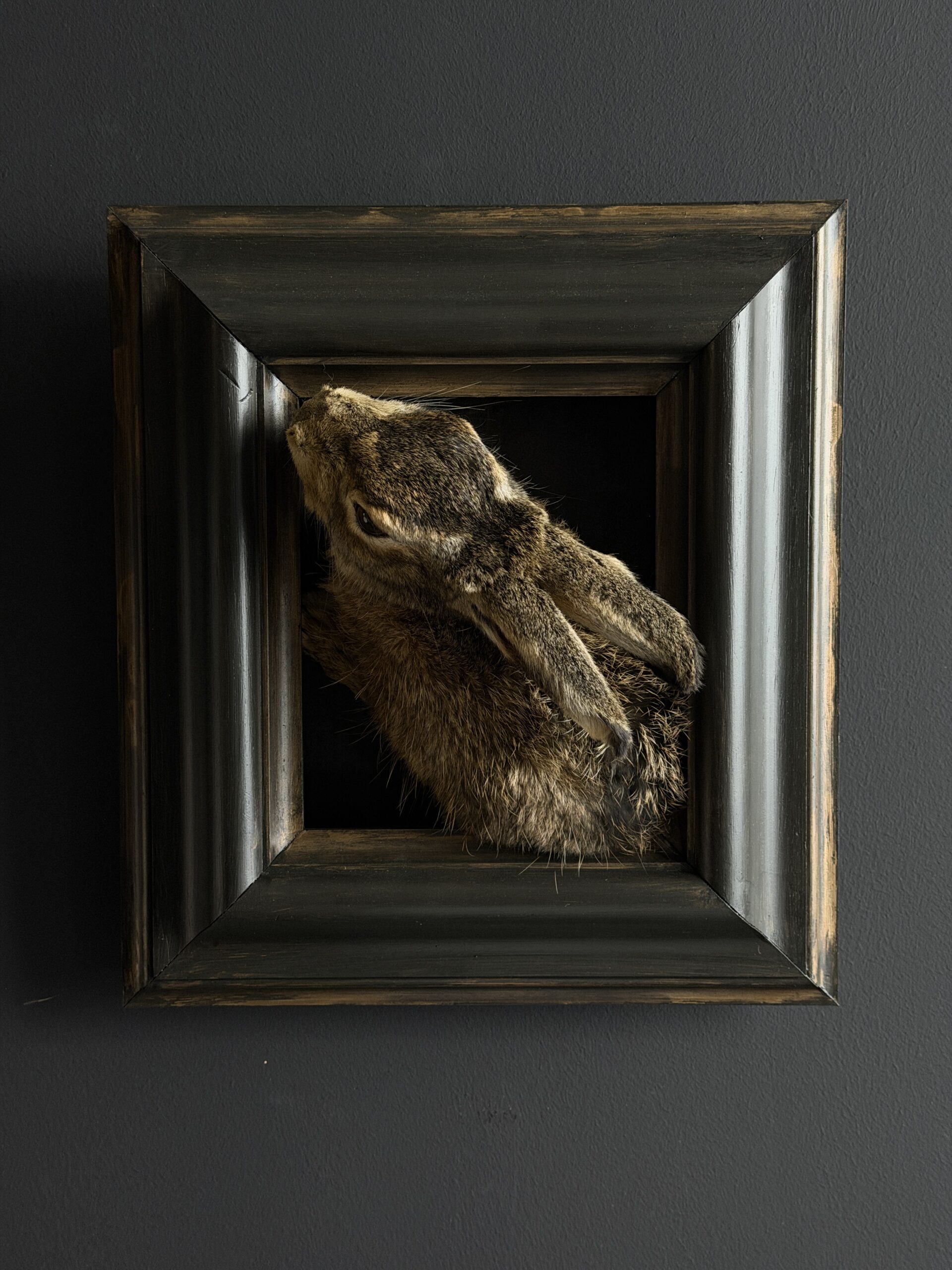 Opgezette haas Opgezette haas