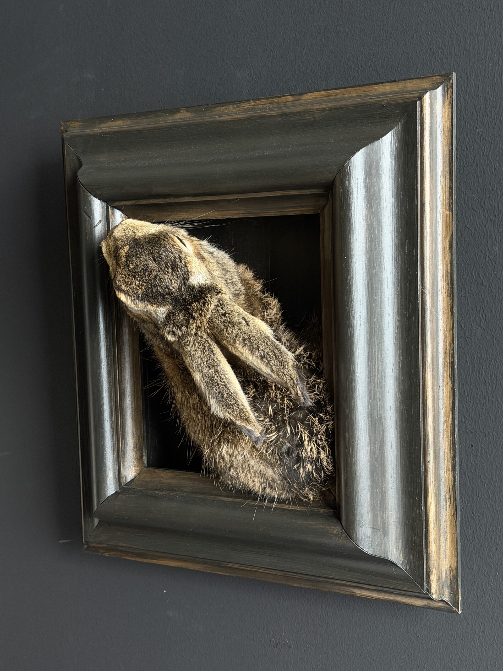 Opgezette haas Opgezette haas