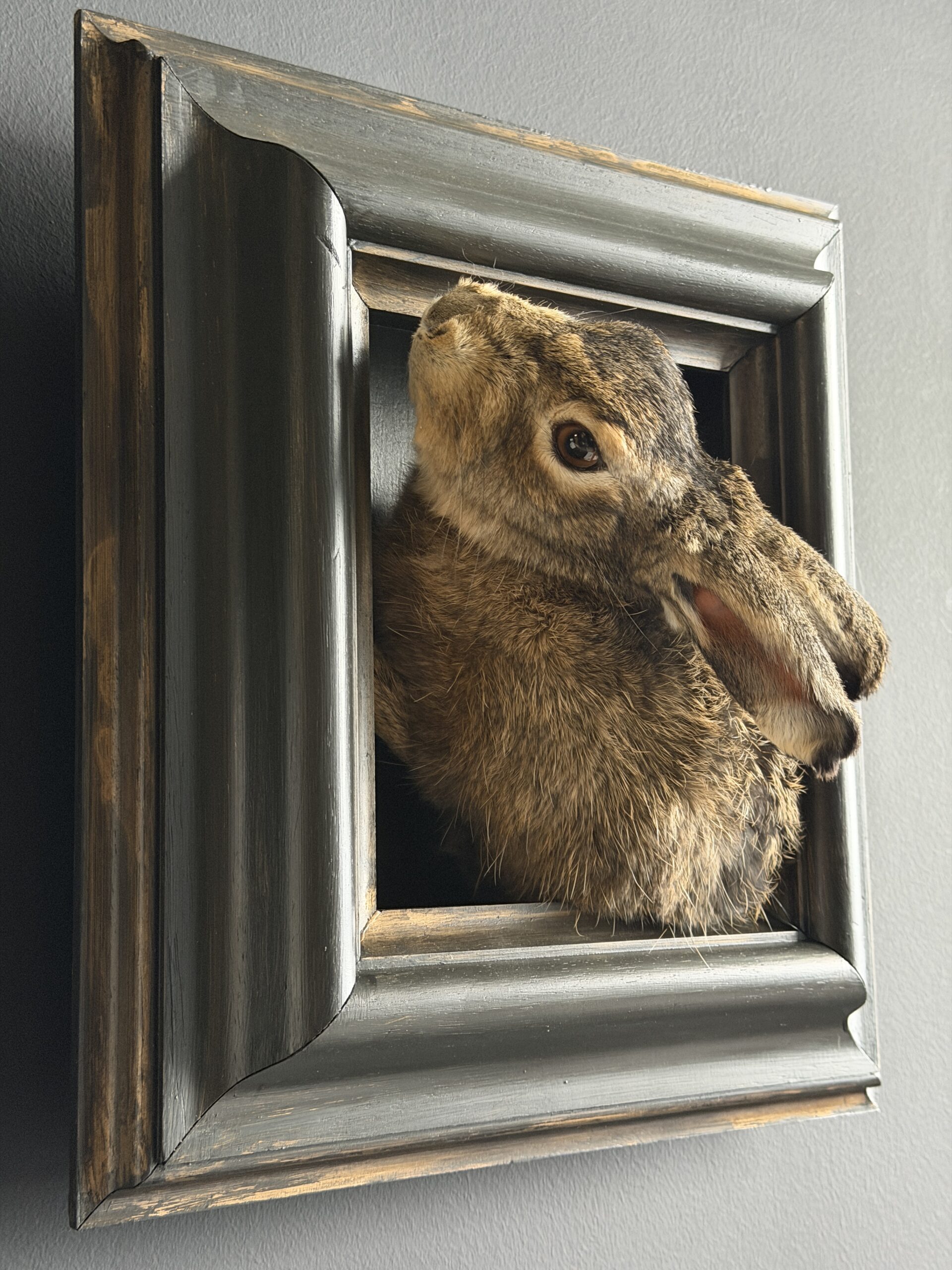 Opgezette haas Opgezette haas