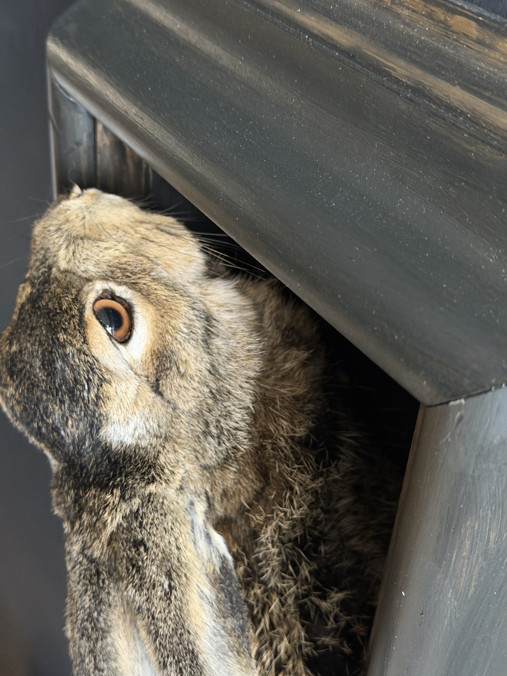 Opgezette haas Opgezette haas