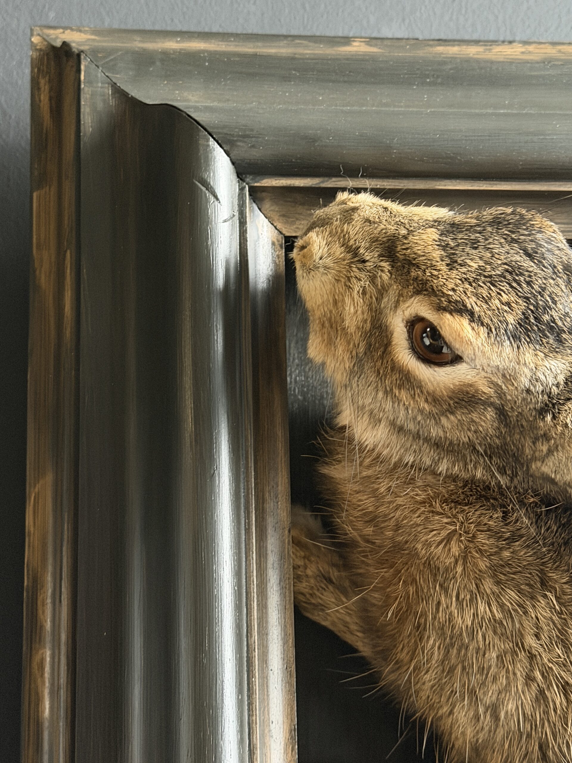 Opgezette haas Opgezette haas