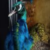 Opgezette pauw kunstwerk Opgezette pauw kunstwerk
