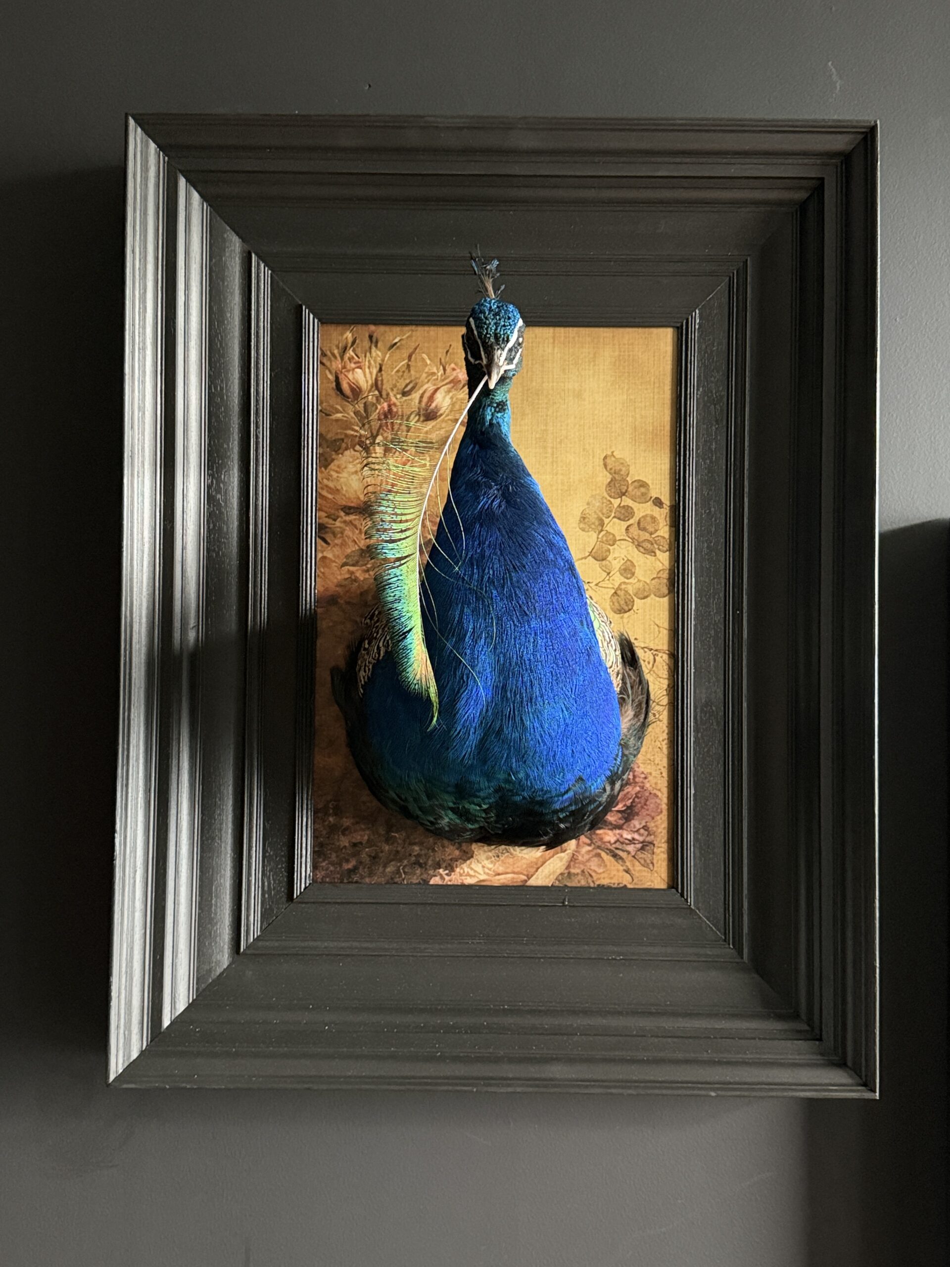 Opgezette pauw kunstwerk