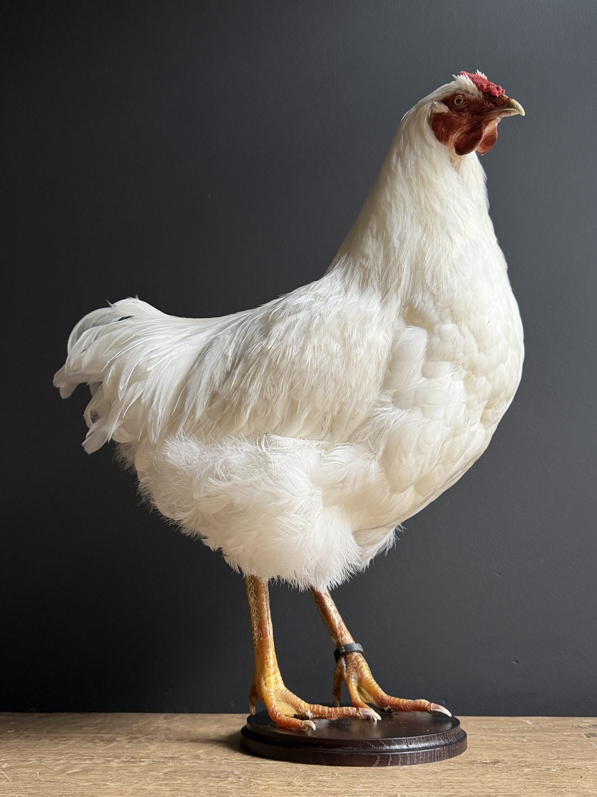 Opgezette kip Opgezette kip