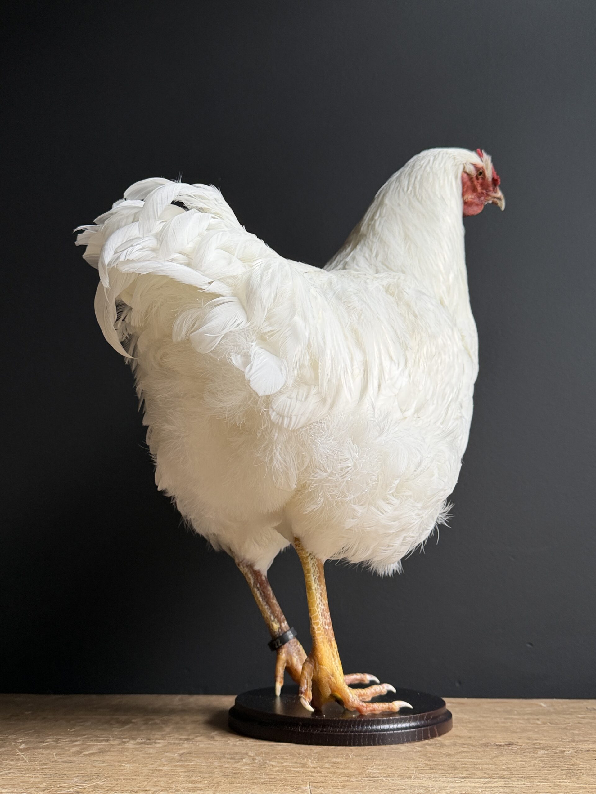 Opgezette kip Opgezette kip