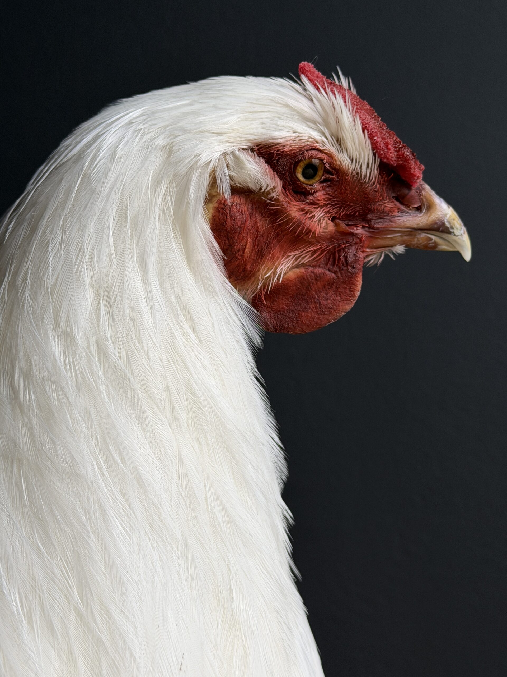 Opgezette kip Opgezette kip