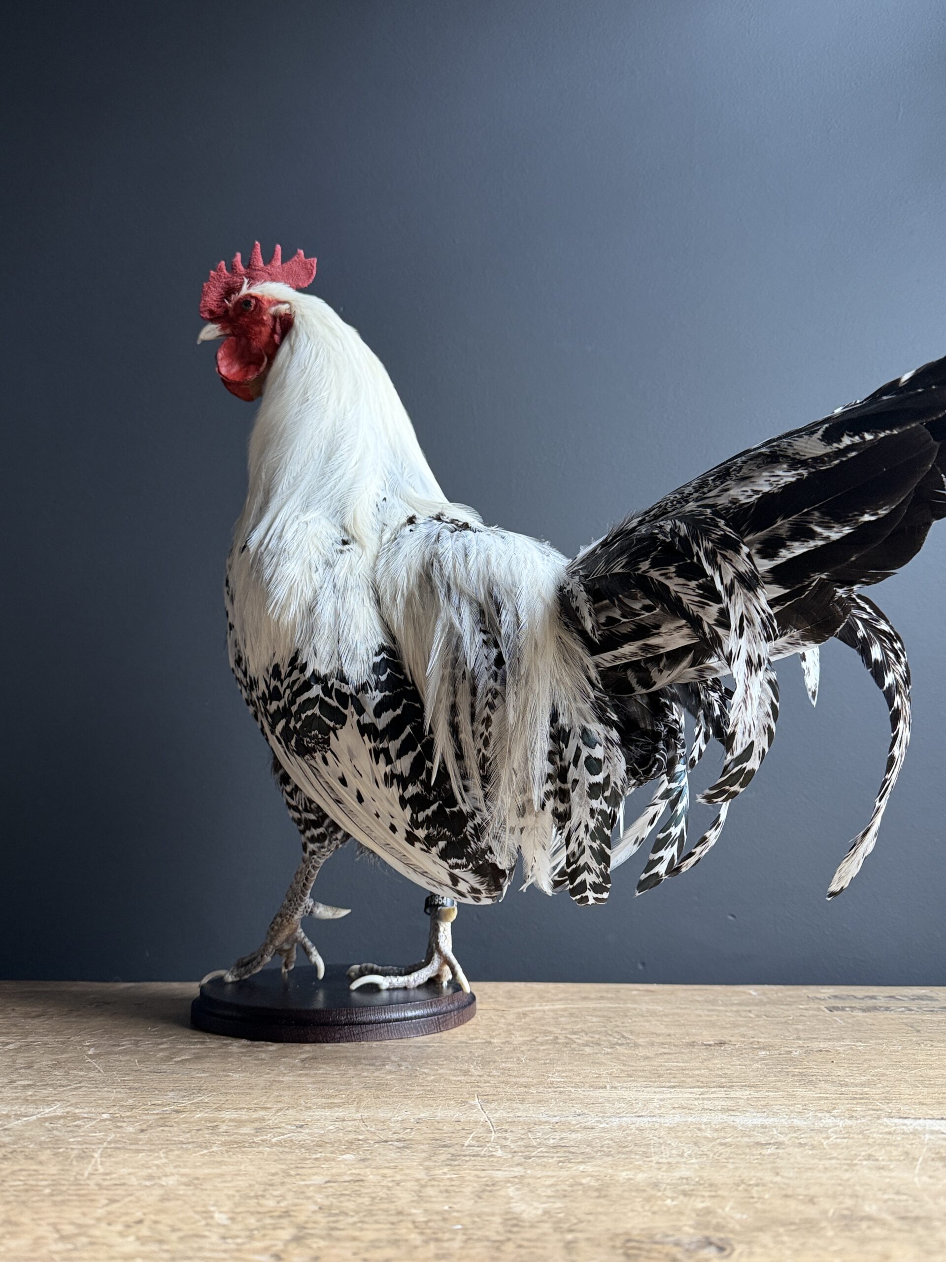 Opgezette haan Opgezette haan