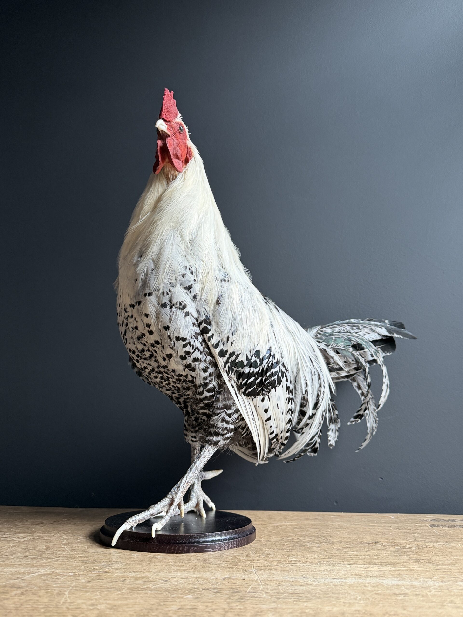 Opgezette haan Opgezette haan