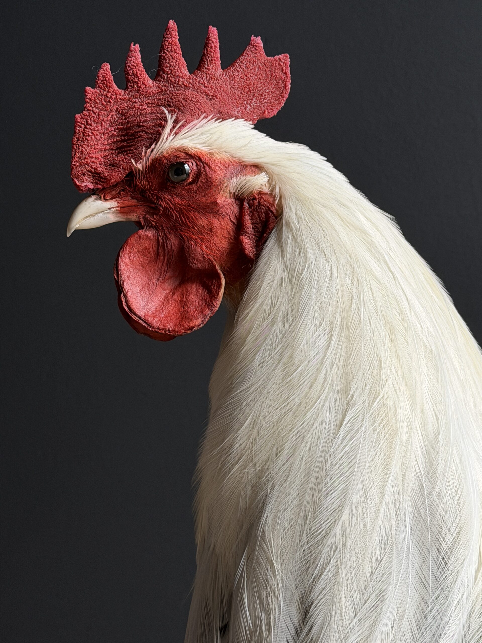 Opgezette haan Opgezette haan