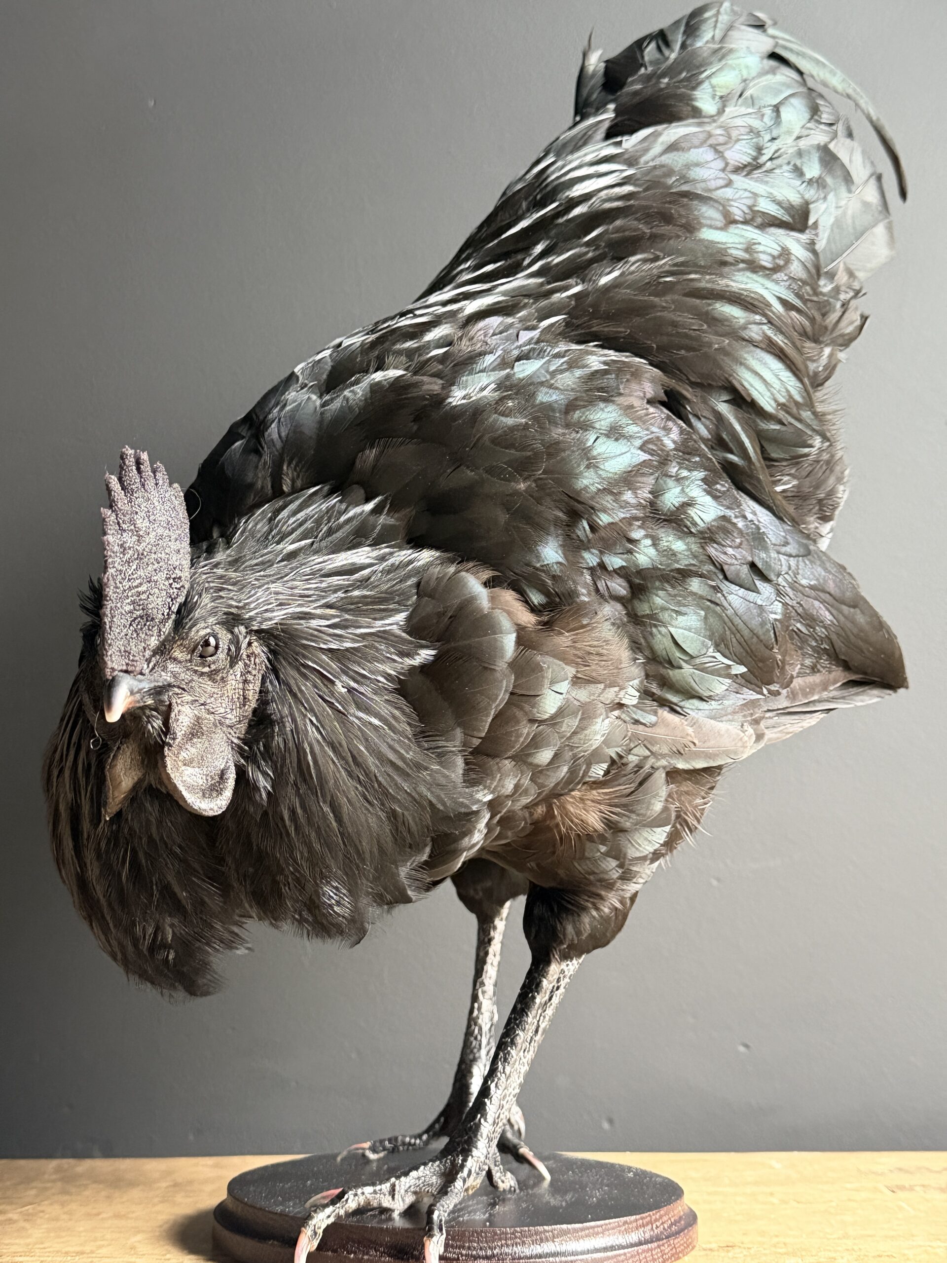 Opgezette haan Opgezette haan