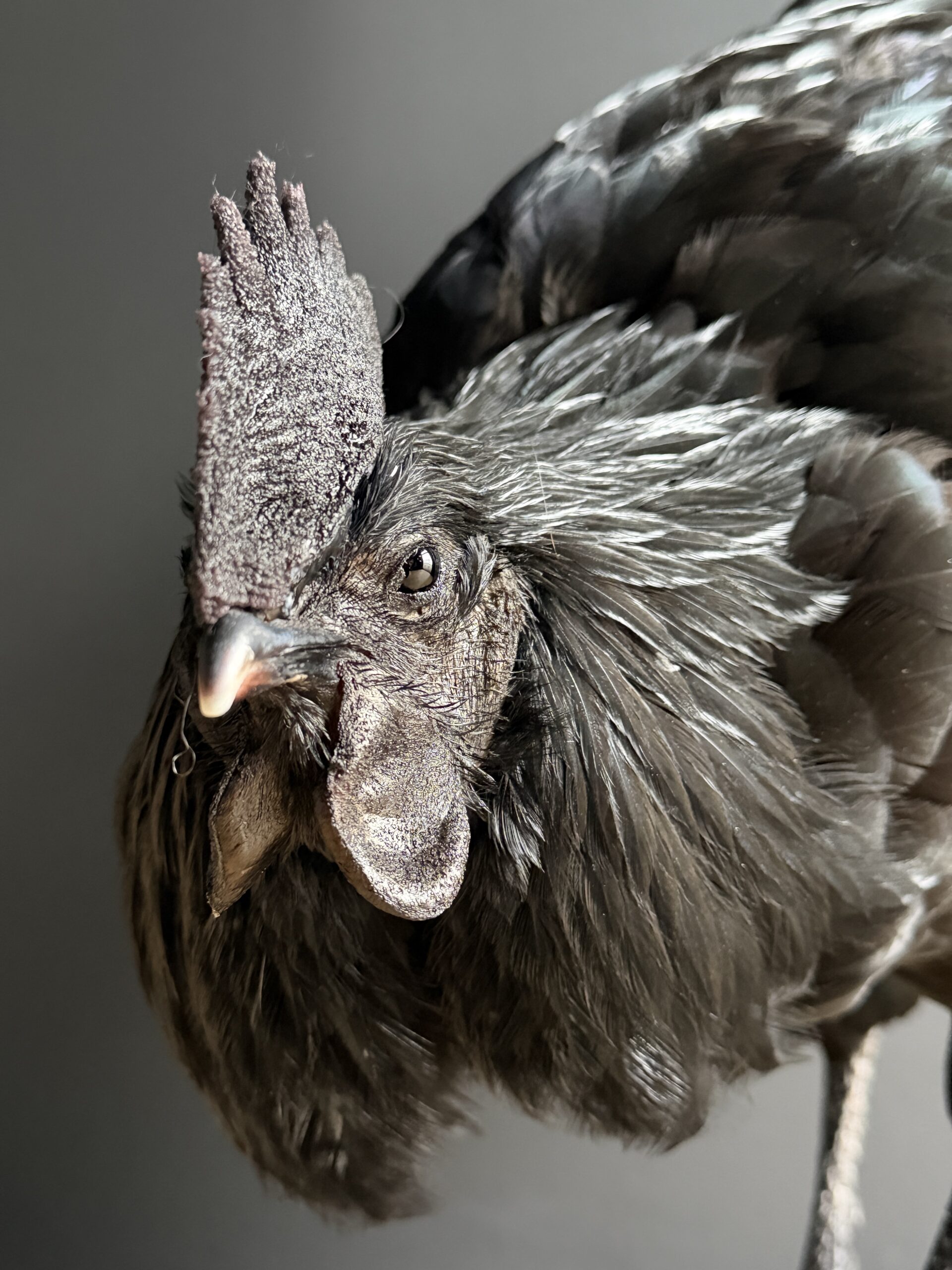 Opgezette haan Opgezette haan