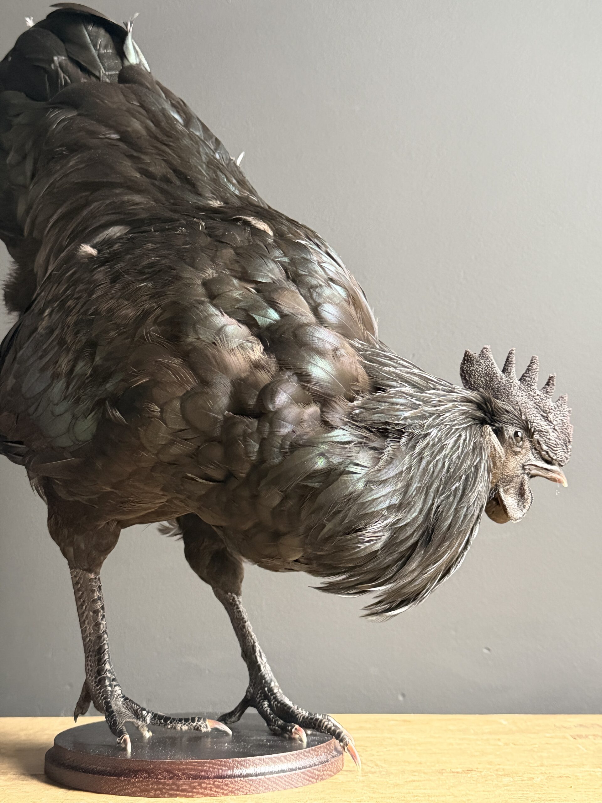 Opgezette haan Opgezette haan