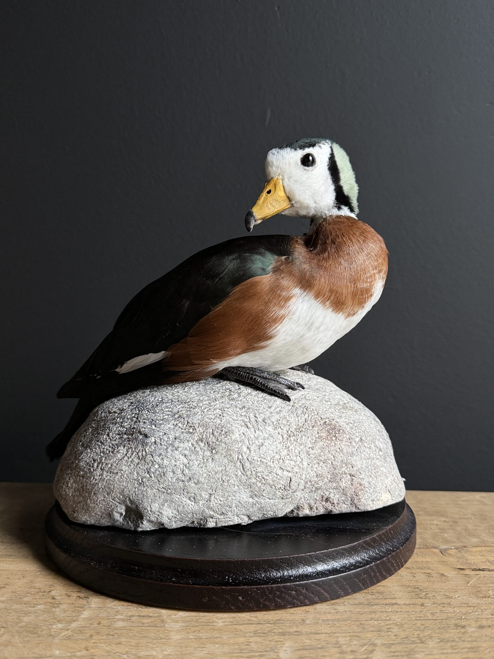 Opgezette pygmee gans Opgezette pygmee gans