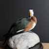 Opgezette pygmee gans Opgezette pygmee gans