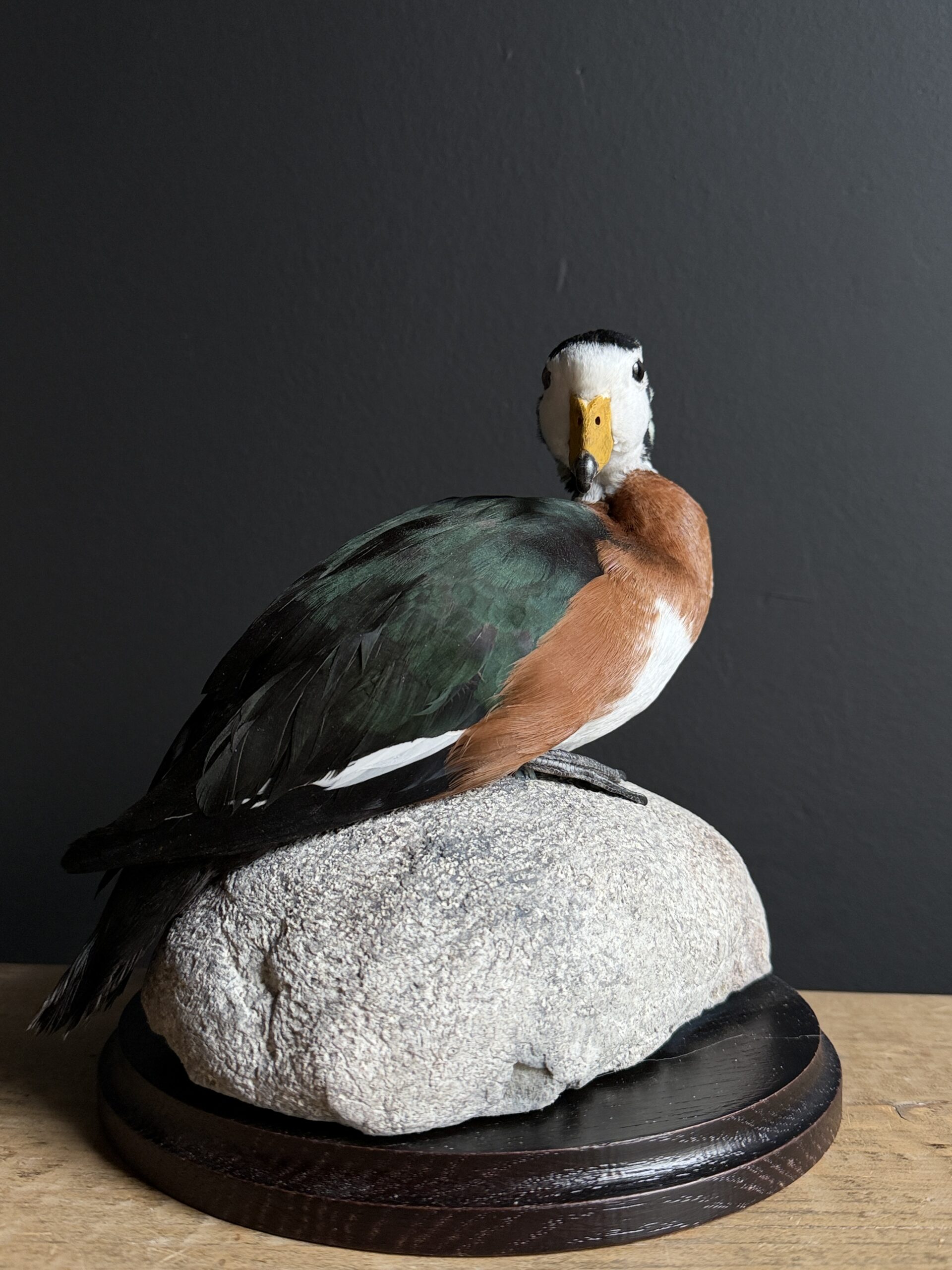 Opgezette pygmee gans Opgezette pygmee gans