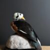 Opgezette pygmee gans