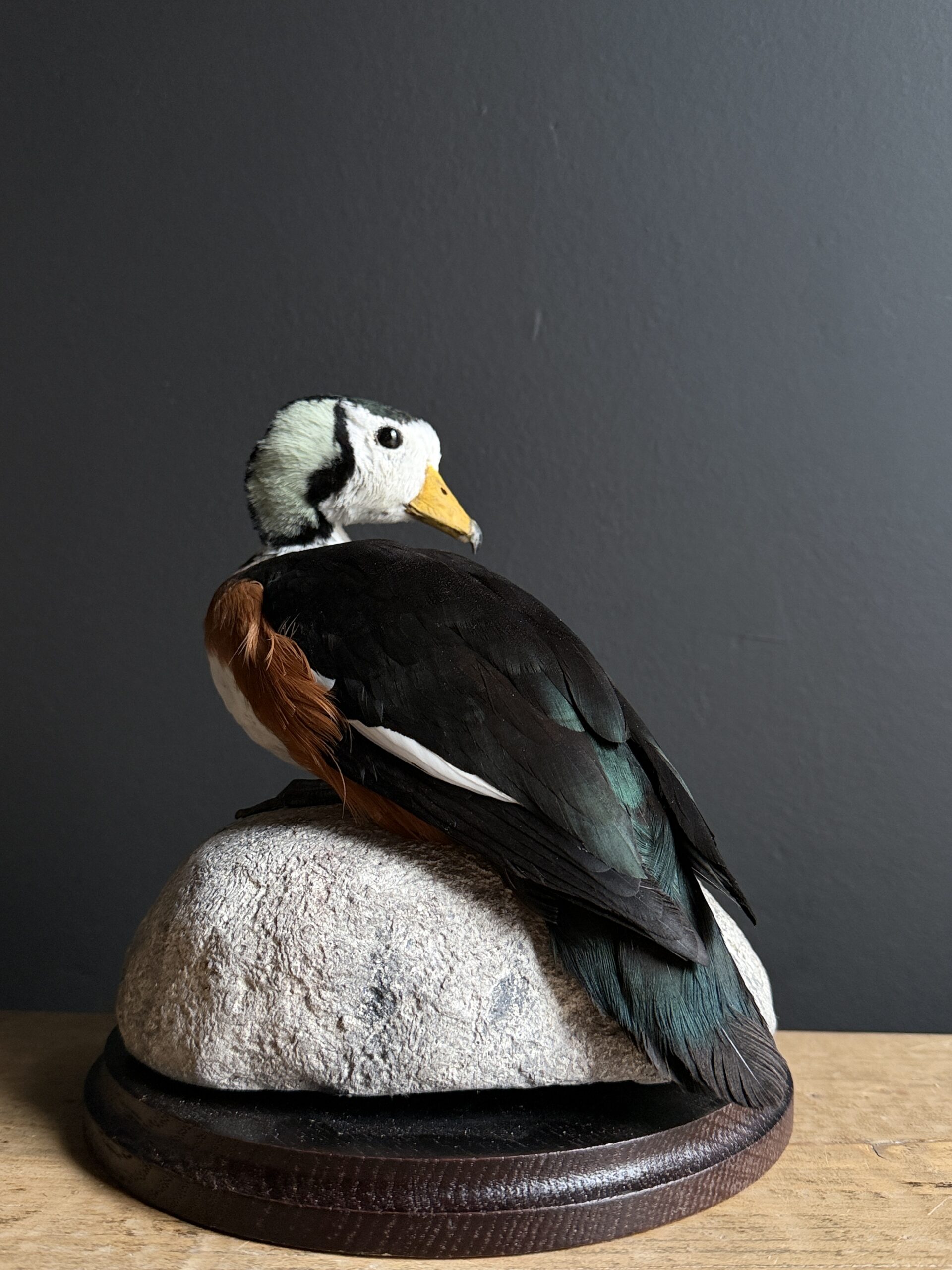 Opgezette pygmee gans Opgezette pygmee gans