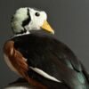 Opgezette pygmee gans Opgezette pygmee gans