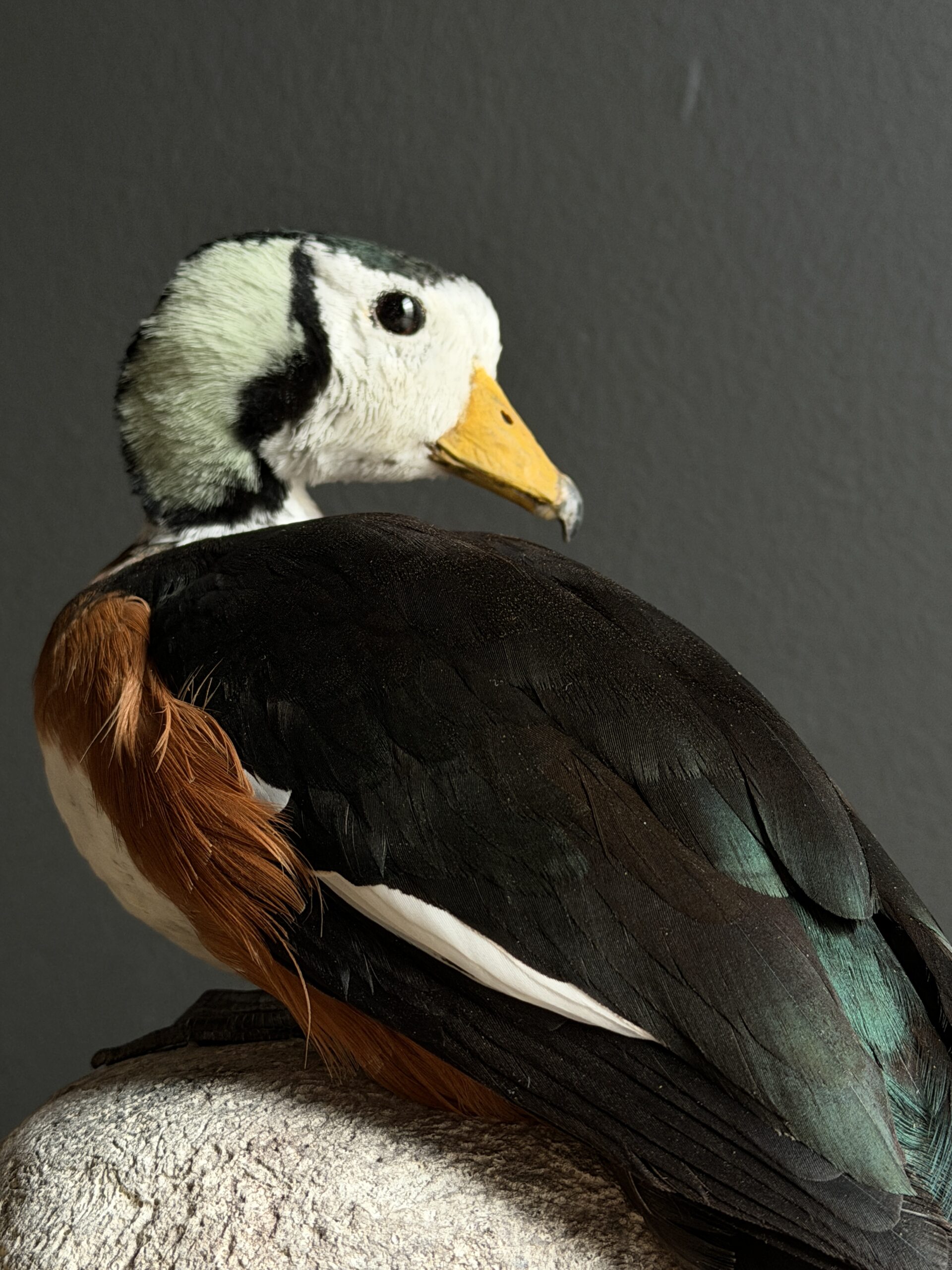 Opgezette pygmee gans Opgezette pygmee gans