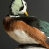 Opgezette pygmee gans Opgezette pygmee gans
