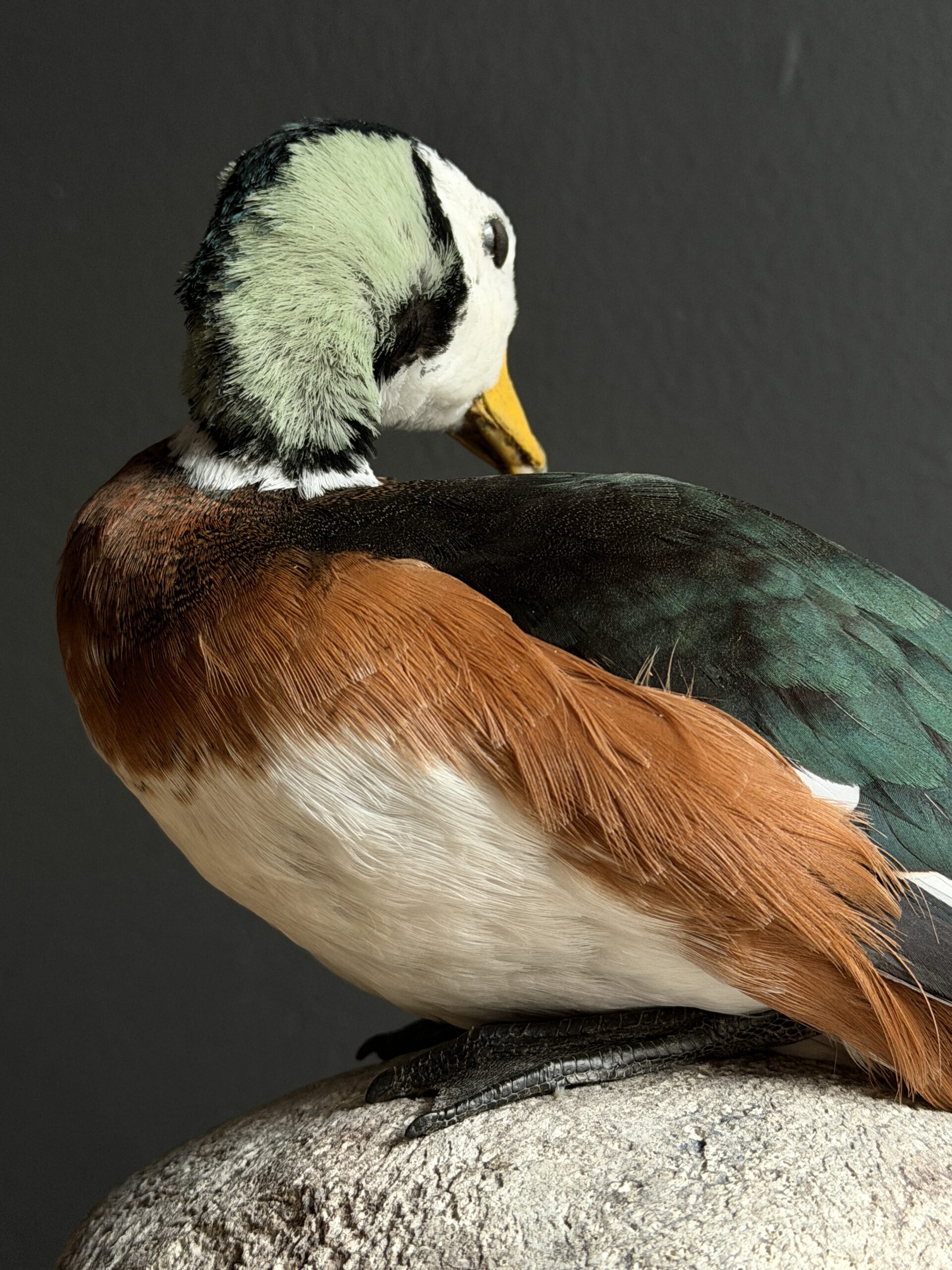 Opgezette pygmee gans Opgezette pygmee gans