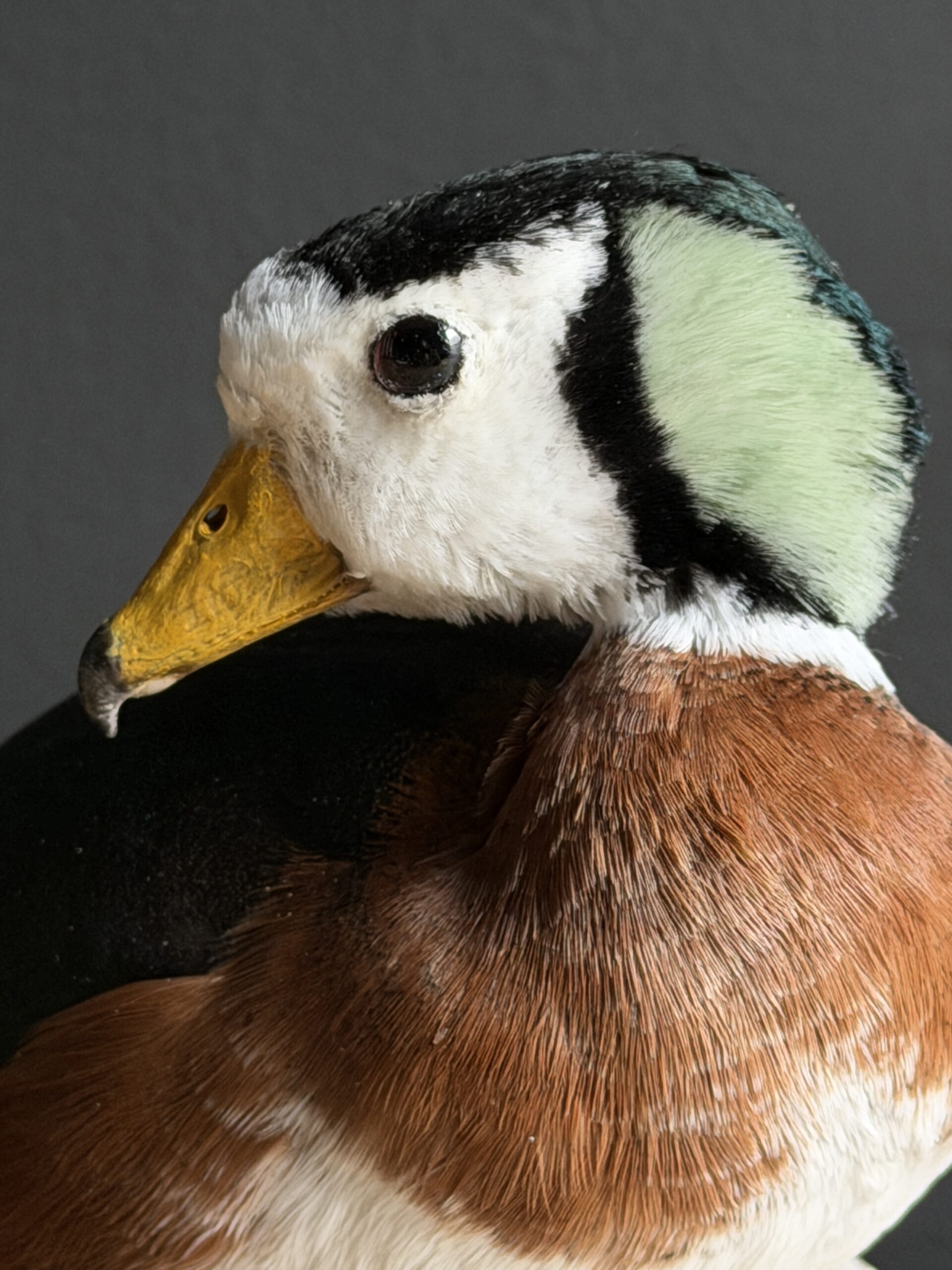 Opgezette pygmee gans Opgezette pygmee gans