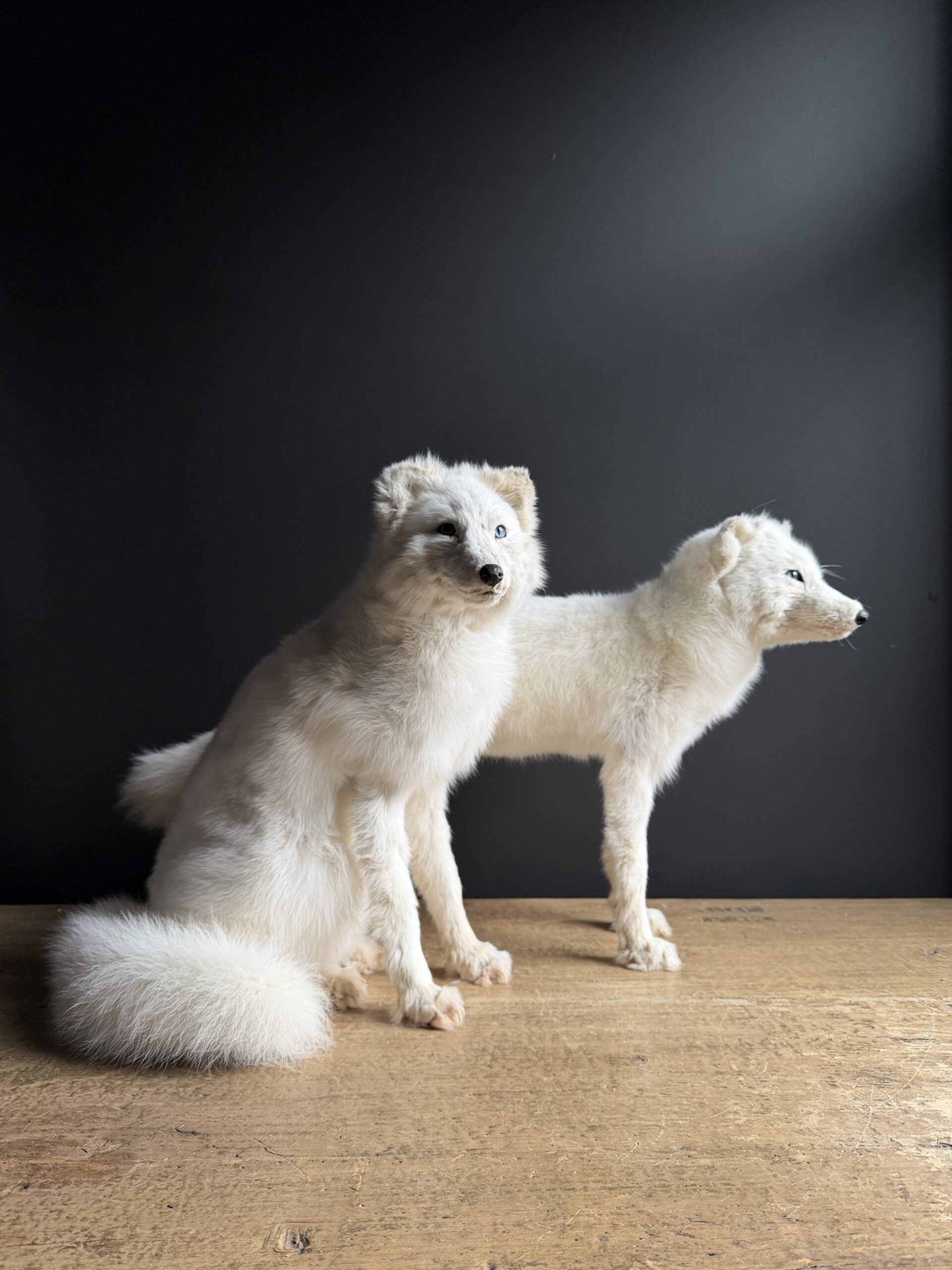 Opgezette witte poolvos Opgezette witte poolvos