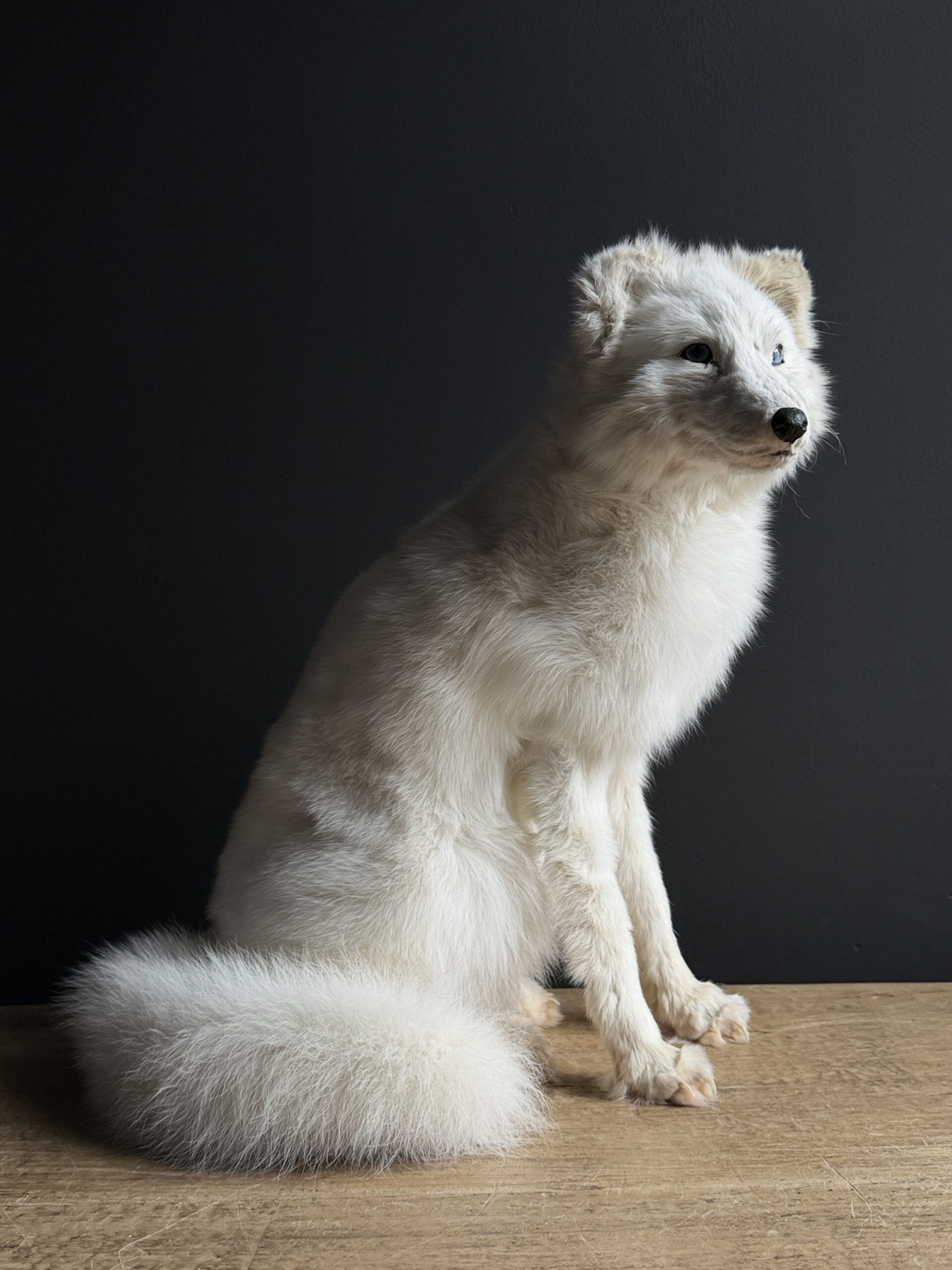 Opgezette witte poolvos Opgezette witte poolvos