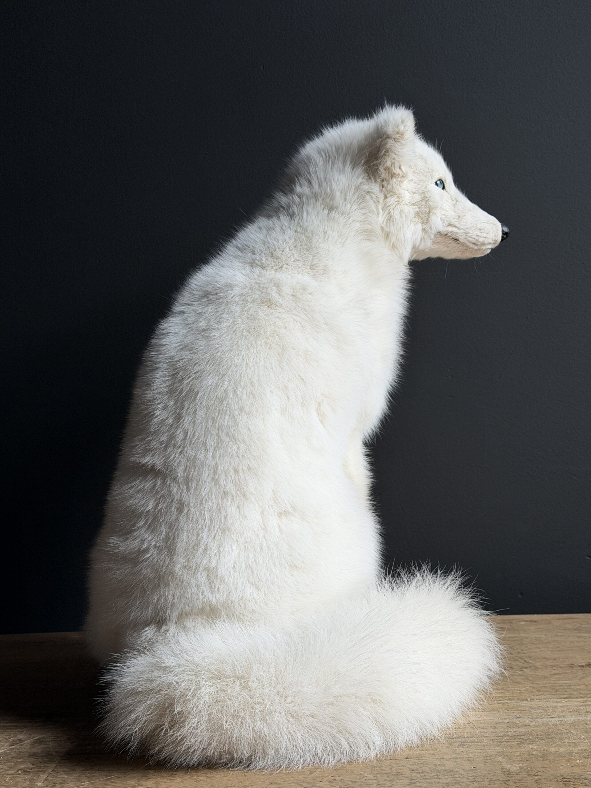 Opgezette witte poolvos Opgezette witte poolvos