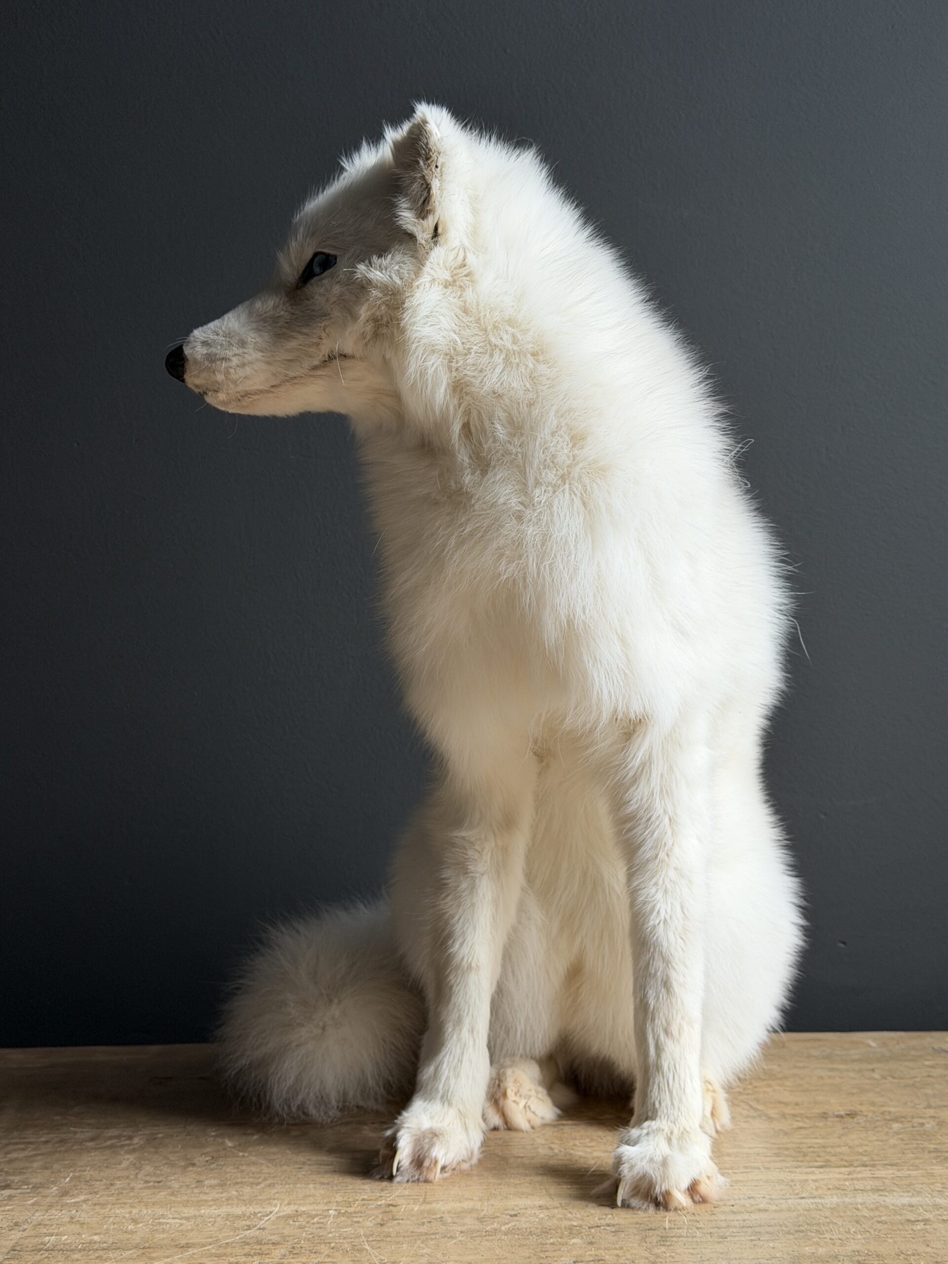 Opgezette witte poolvos Opgezette witte poolvos