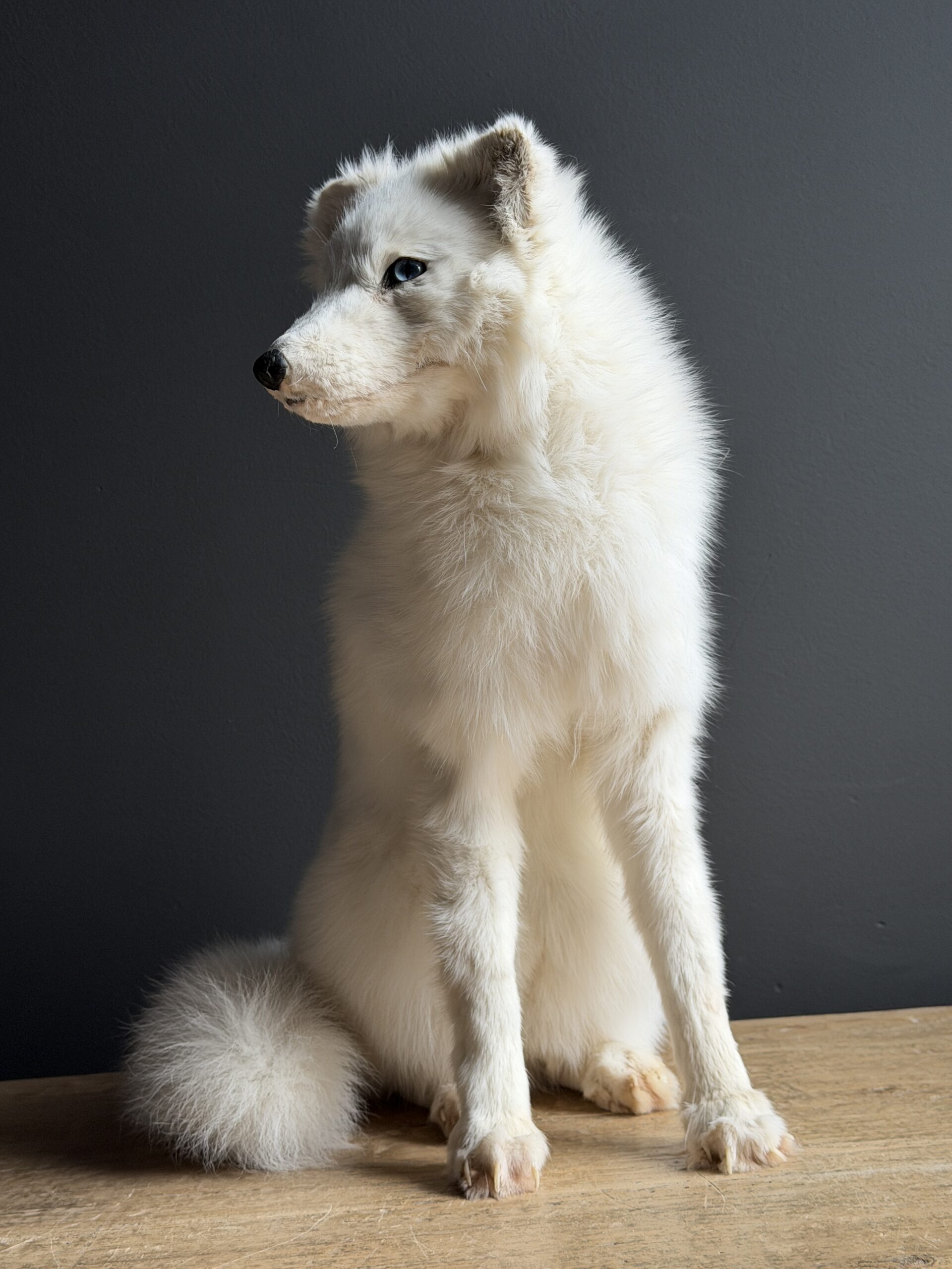 Opgezette witte poolvos Opgezette witte poolvos