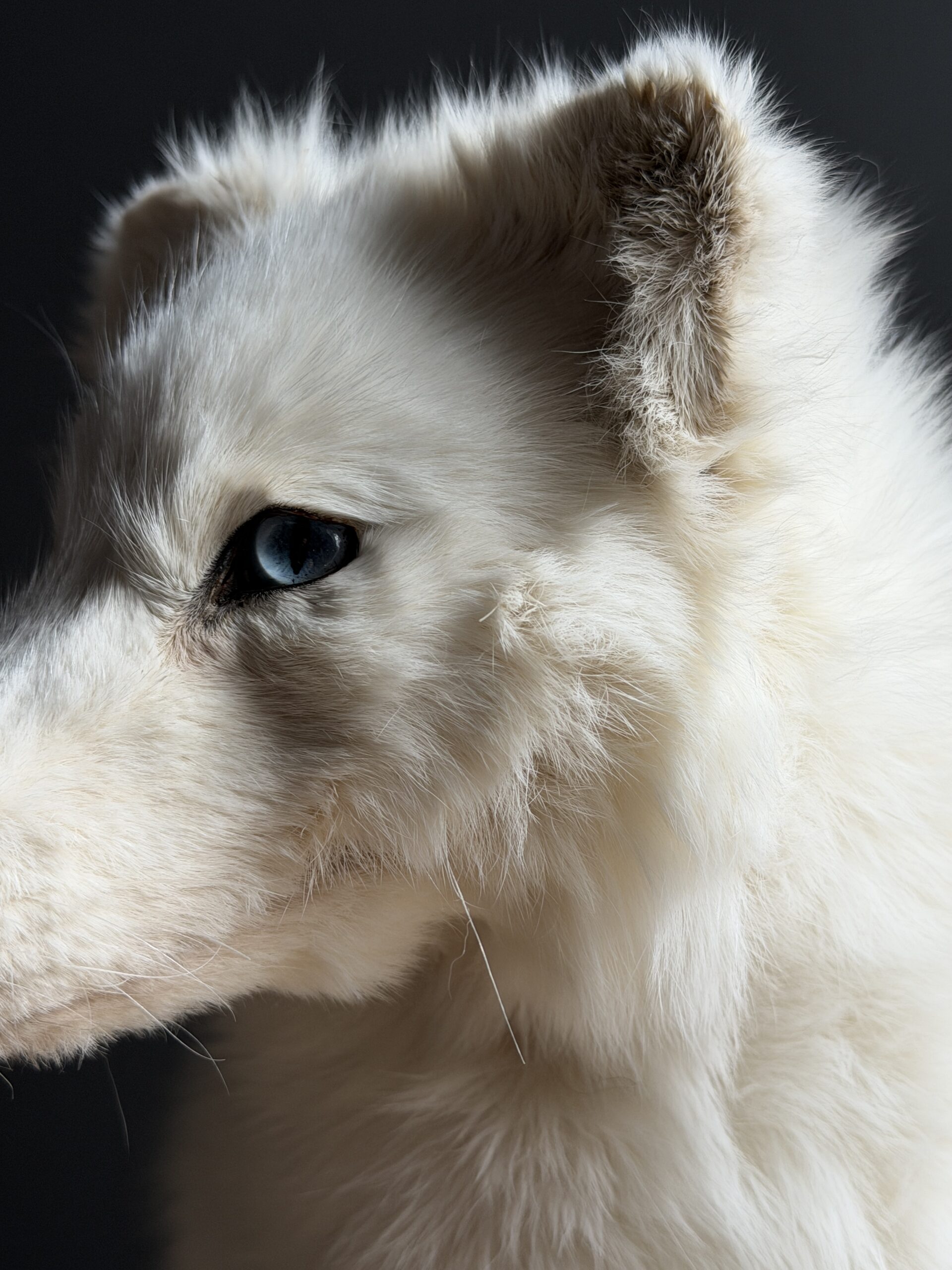 Opgezette witte poolvos Opgezette witte poolvos