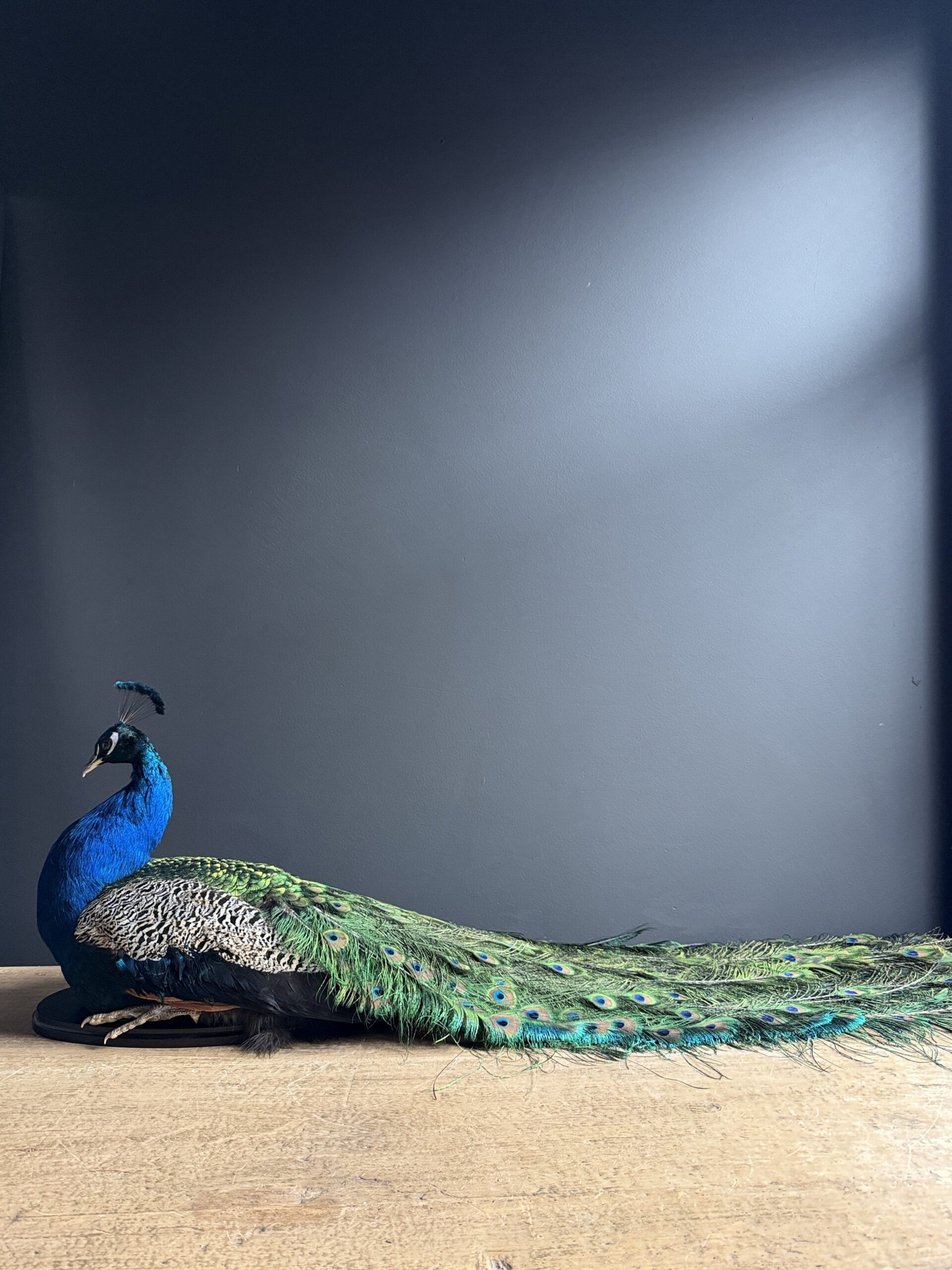 Opgezette pauw Opgezette pauw