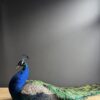 Opgezette pauw Opgezette pauw