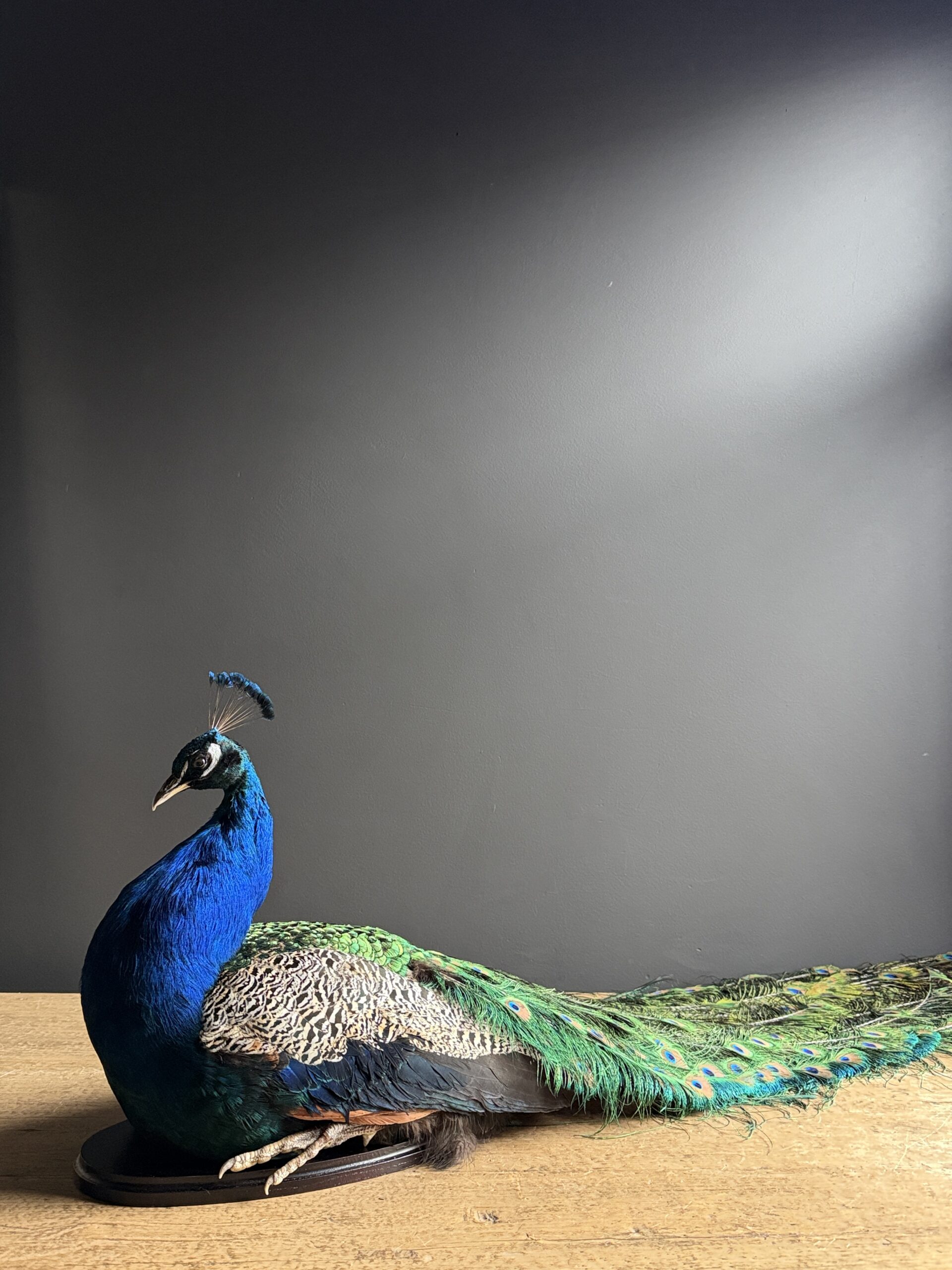Opgezette pauw Opgezette pauw