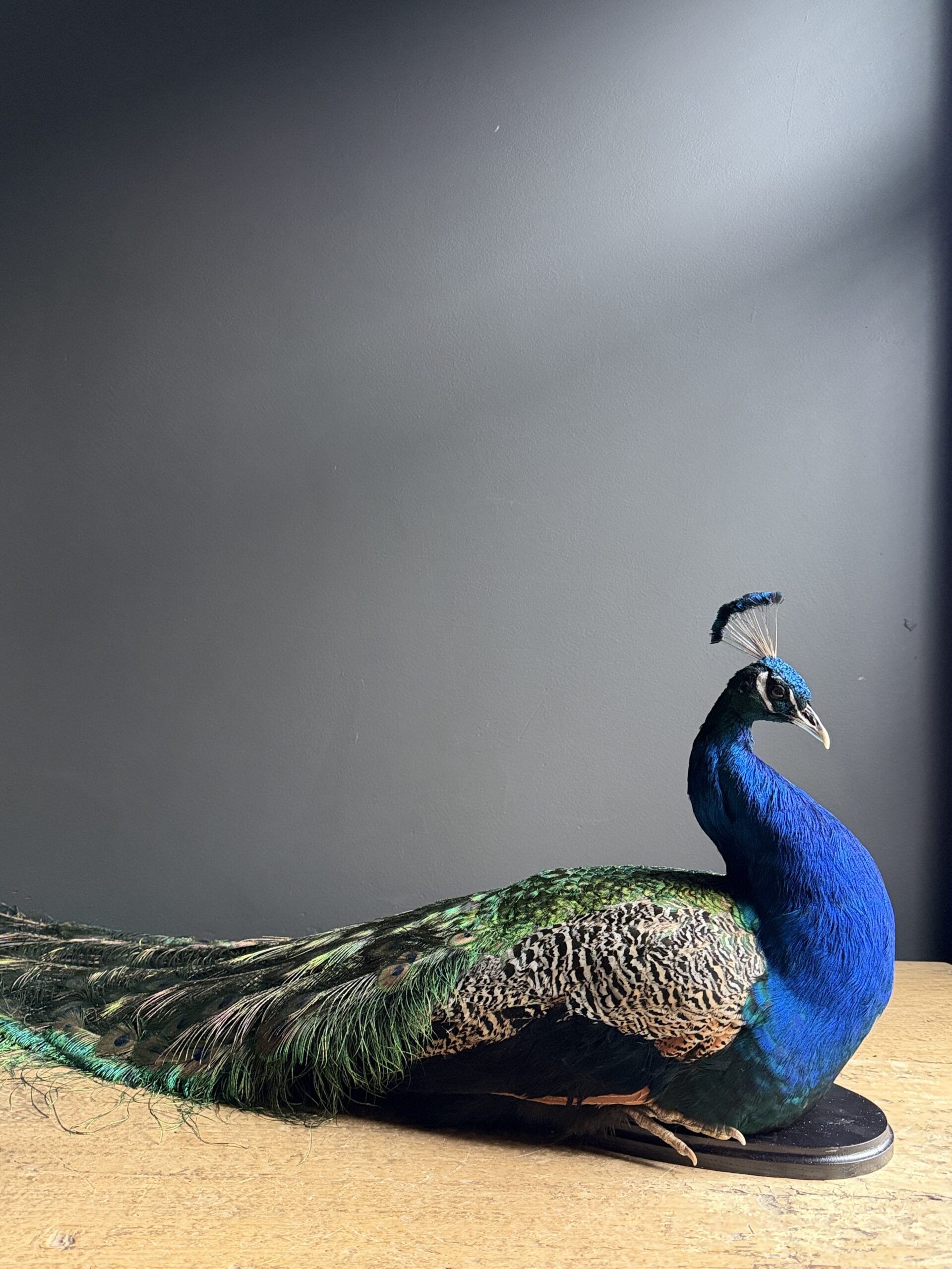 Opgezette pauw Opgezette pauw