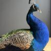 Opgezette pauw Opgezette pauw