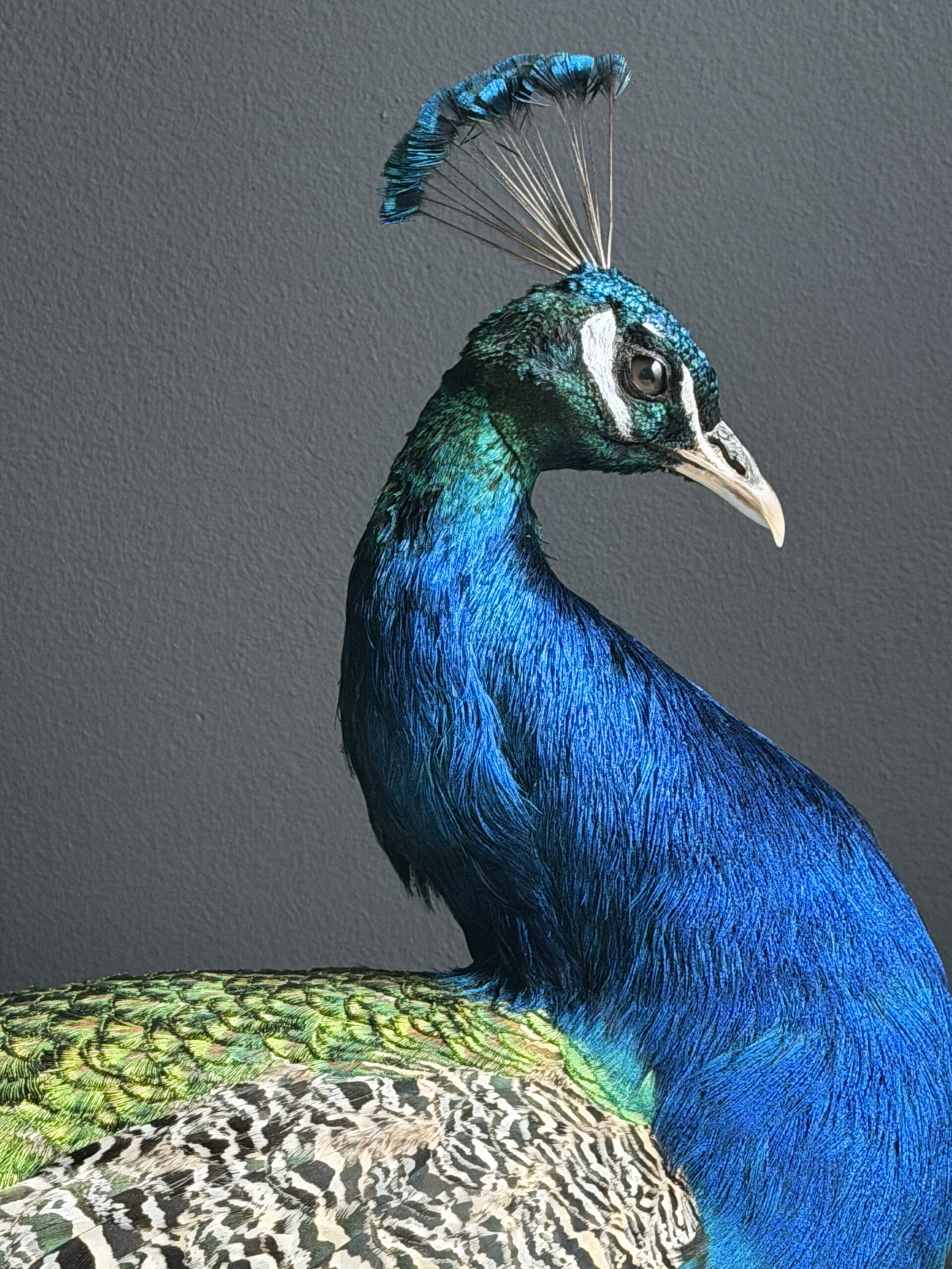 Opgezette pauw Opgezette pauw