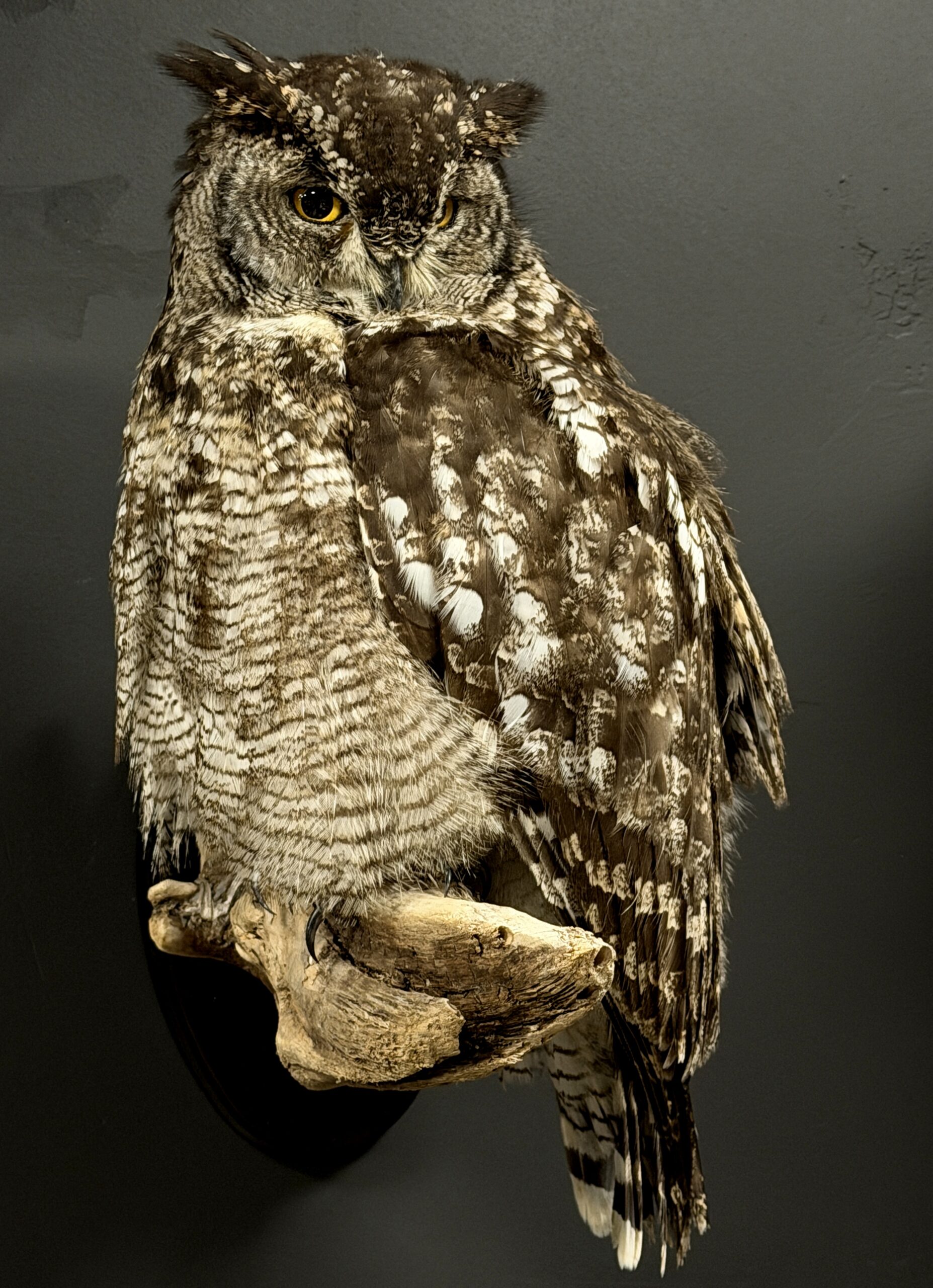 Opgezette Afrikaanse Oehoe