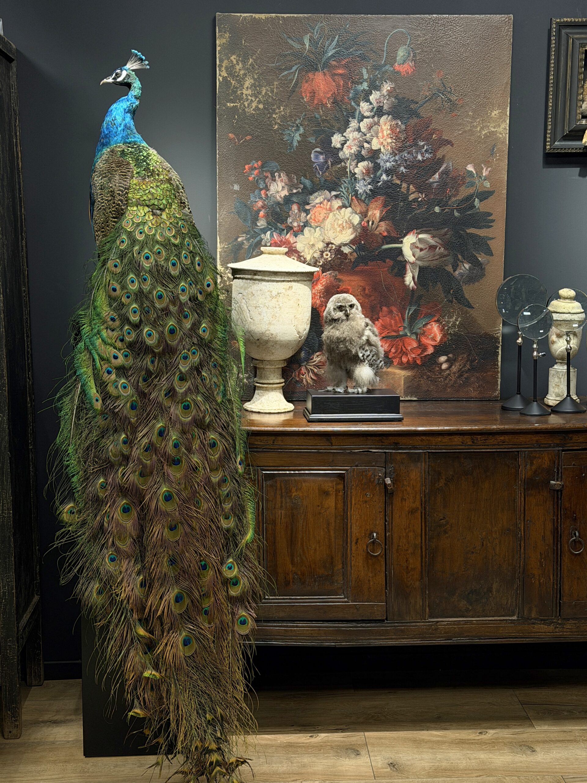 Opgezette pauw Opgezette pauw