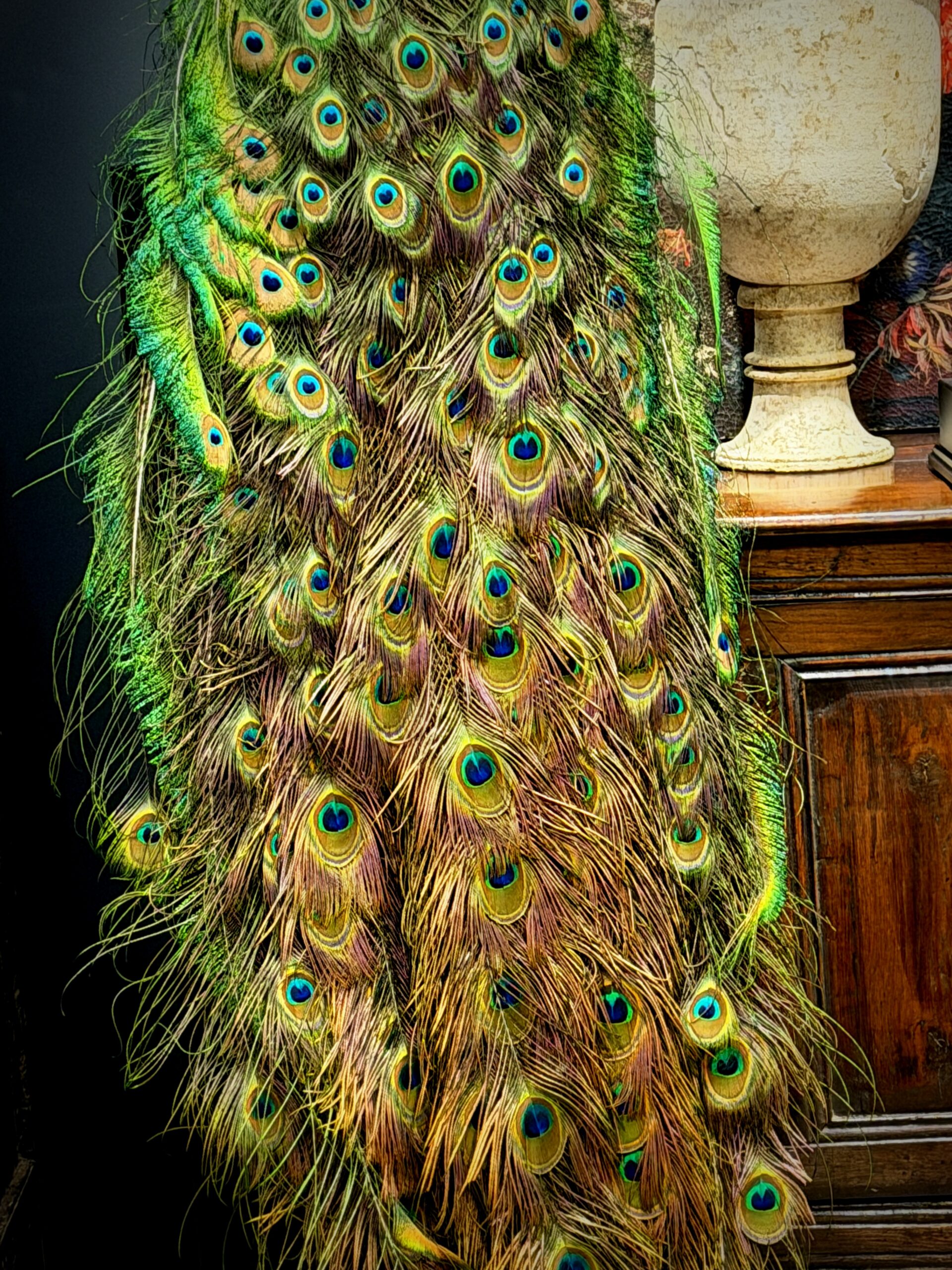 Opgezette pauw Opgezette pauw