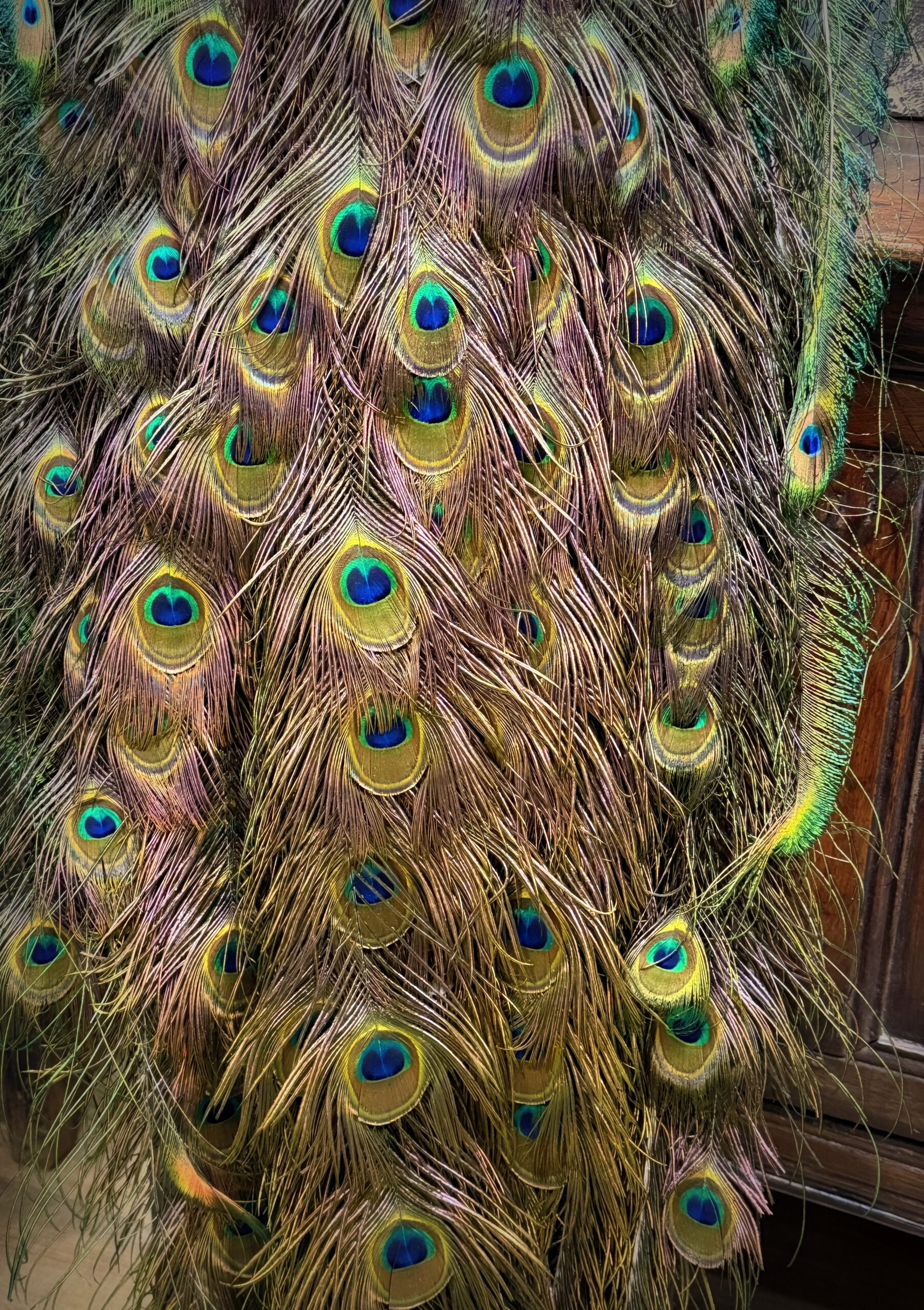 Opgezette pauw Opgezette pauw