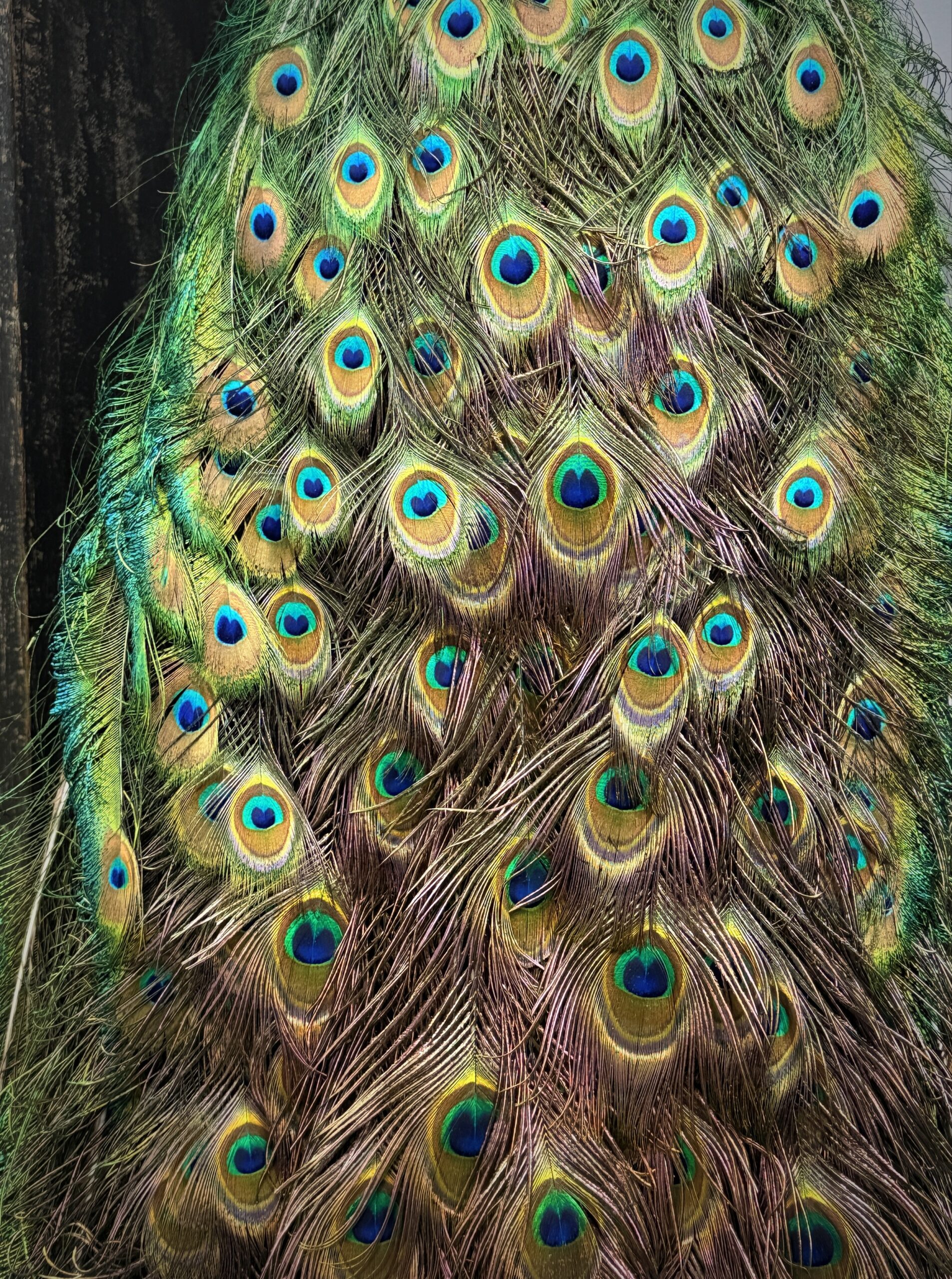 Opgezette pauw Opgezette pauw