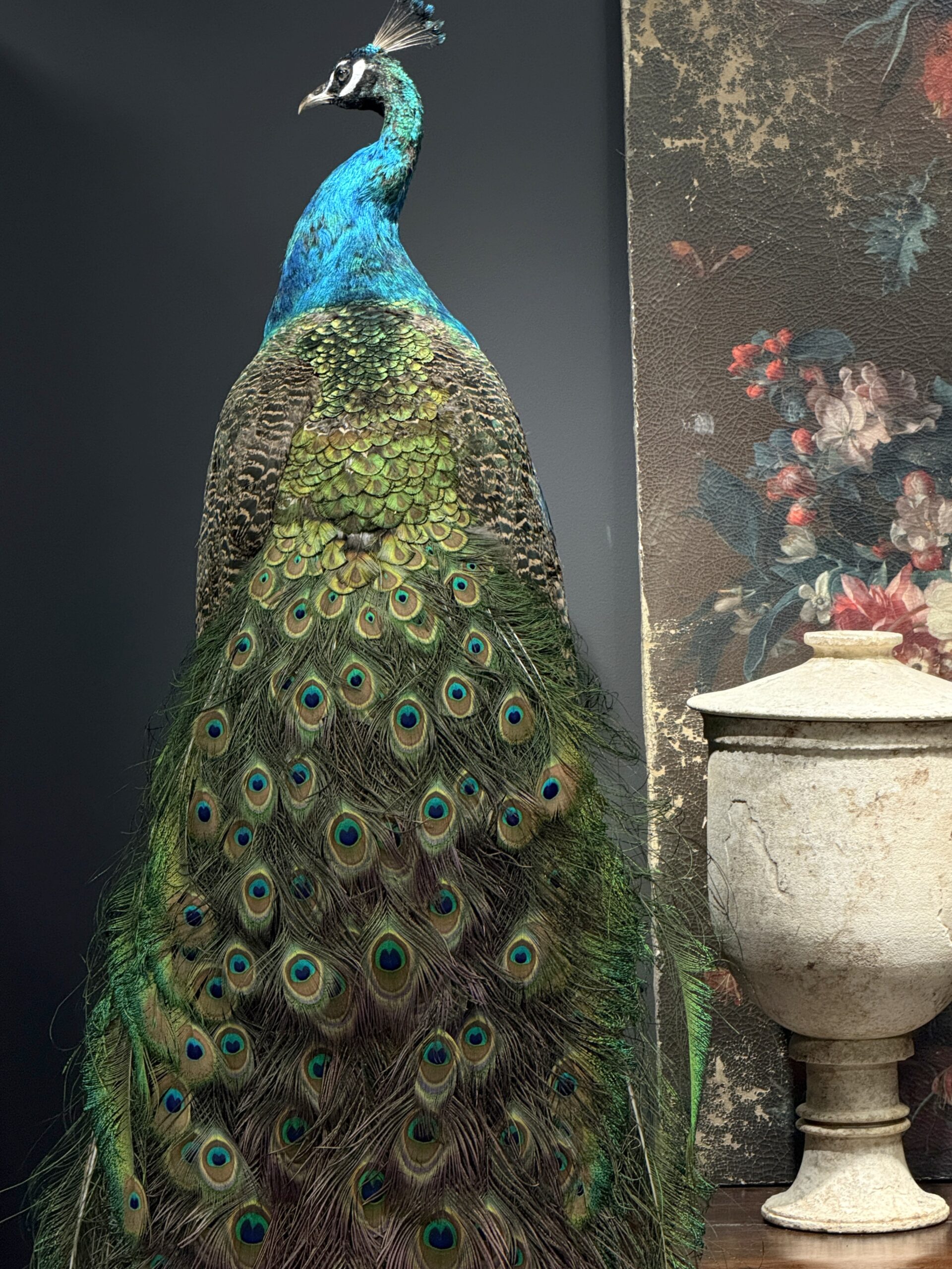 Opgezette pauw Opgezette pauw