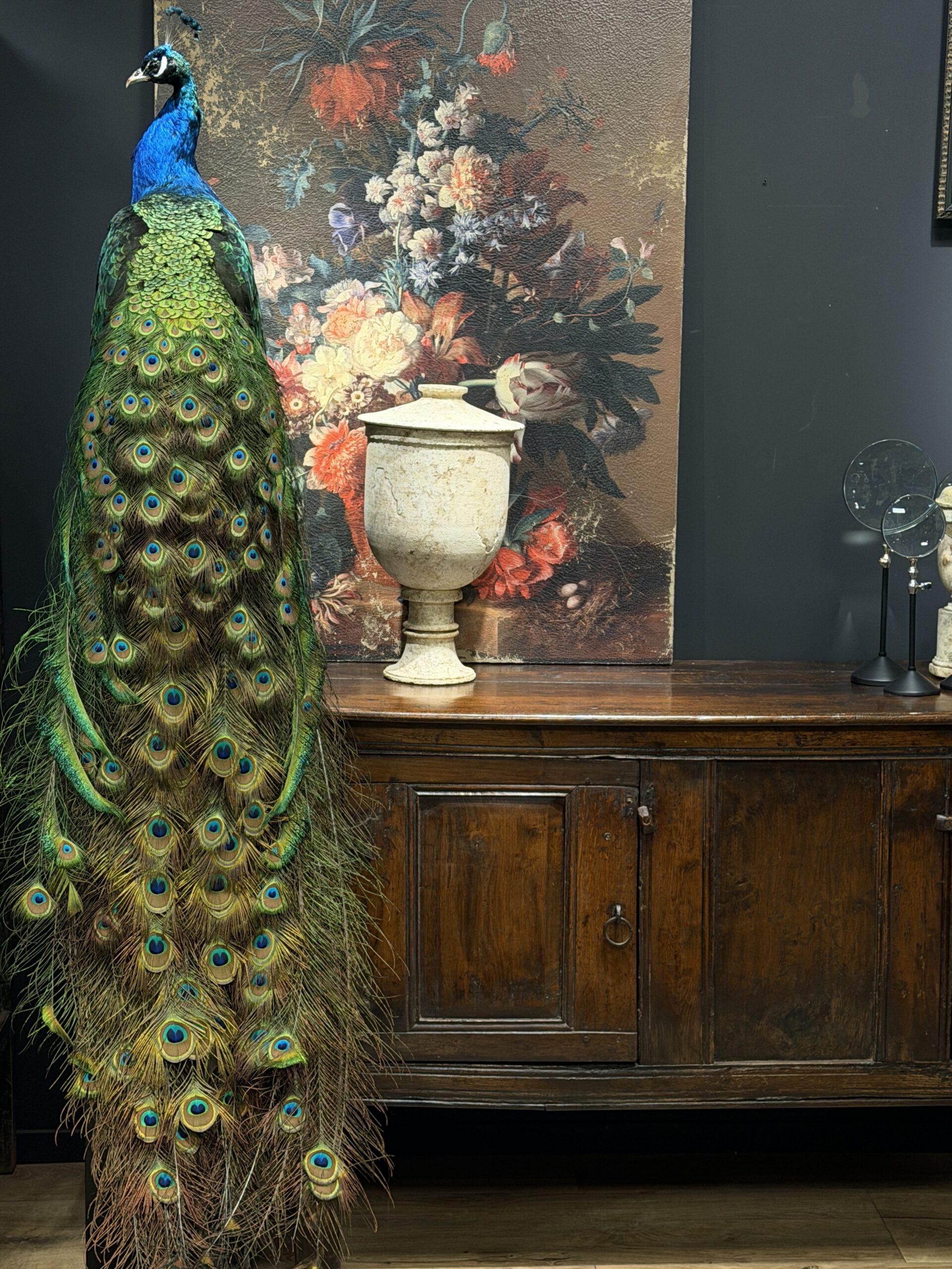 Opgezette pauw Opgezette pauw