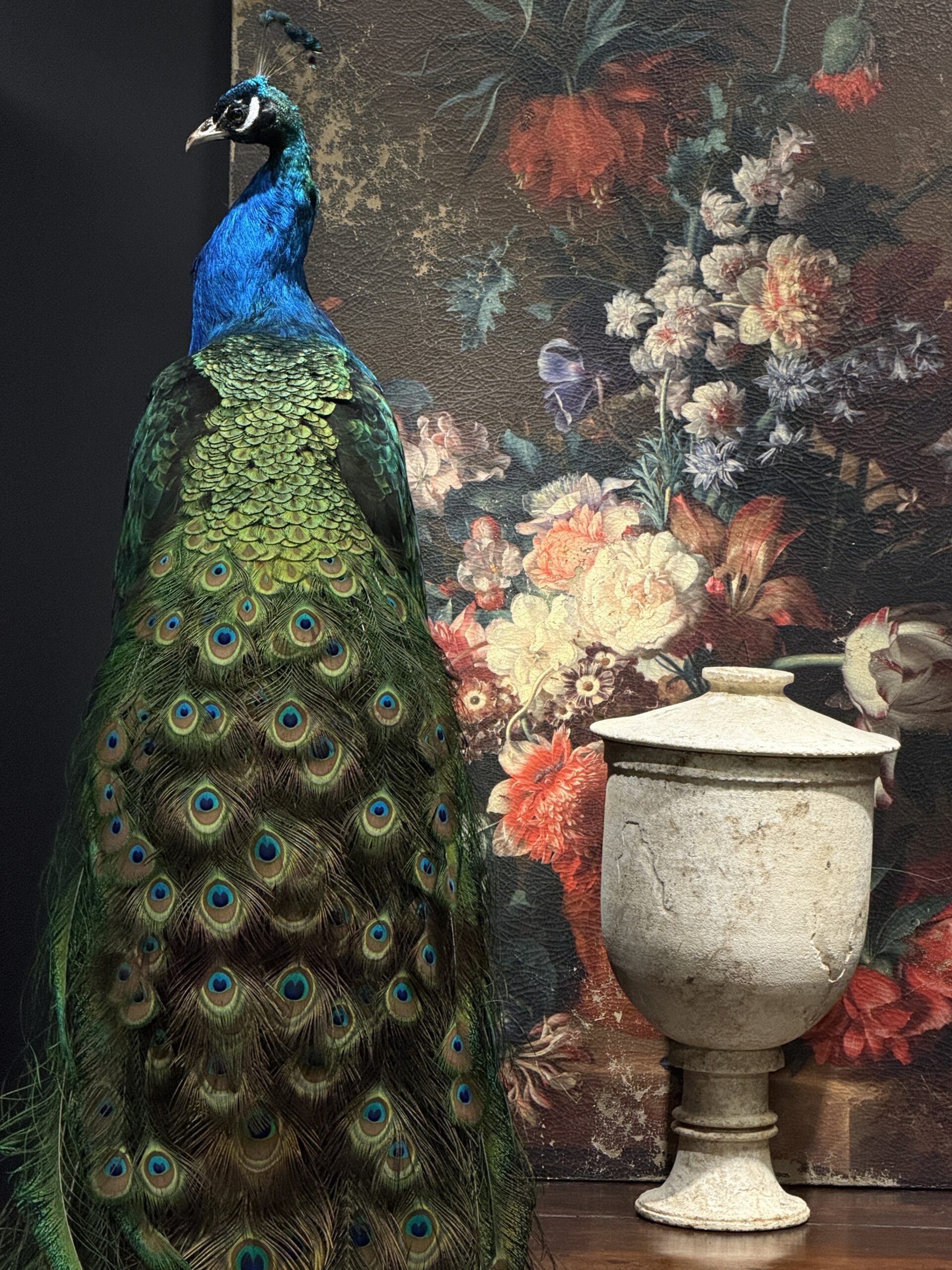 Opgezette pauw Opgezette pauw