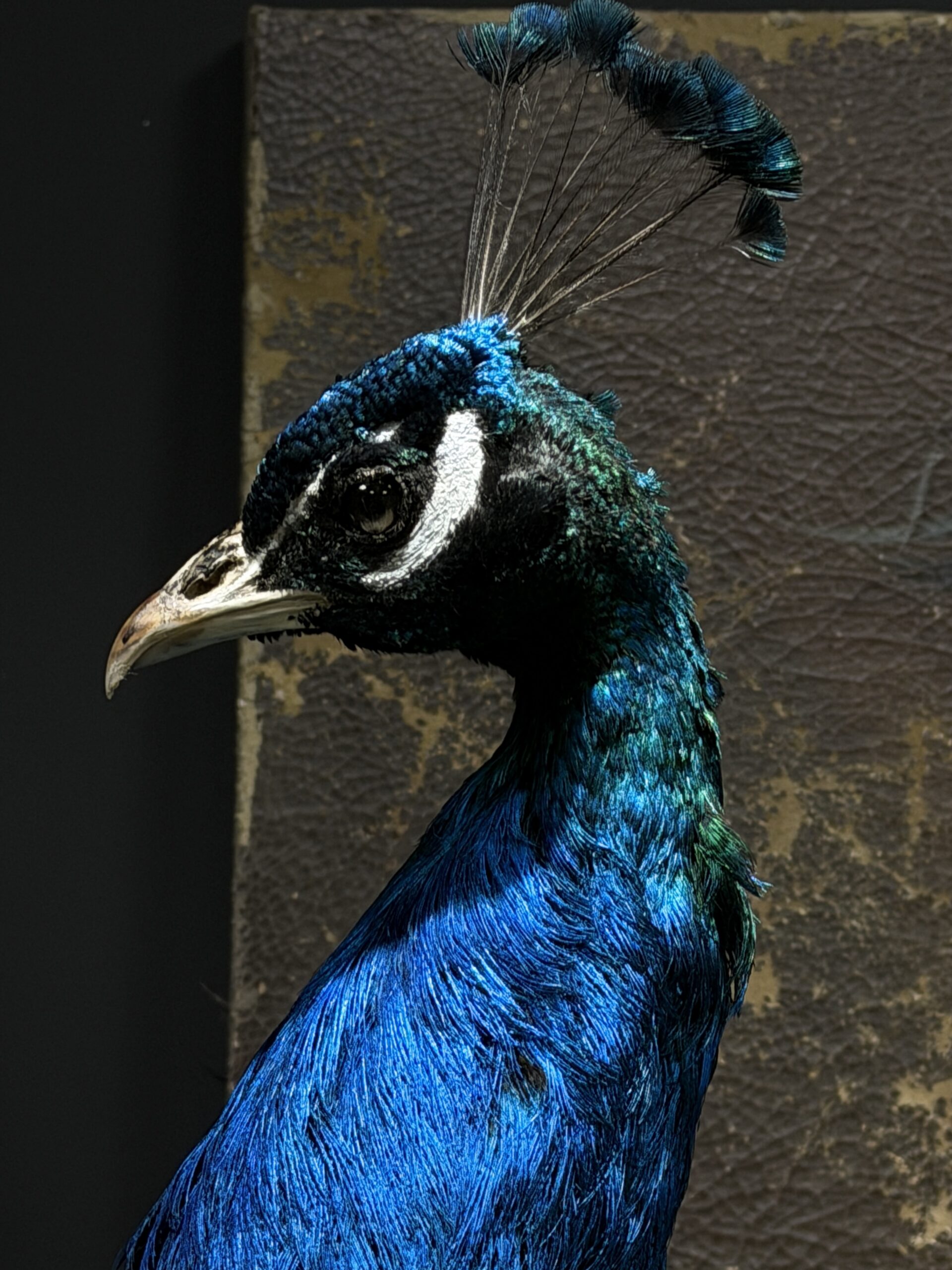 Opgezette pauw Opgezette pauw