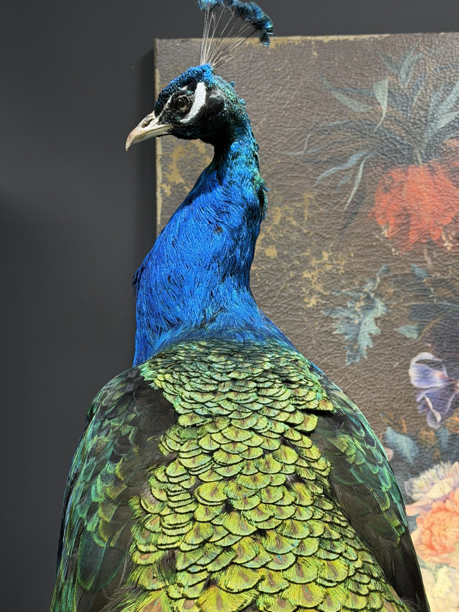 Opgezette pauw Opgezette pauw