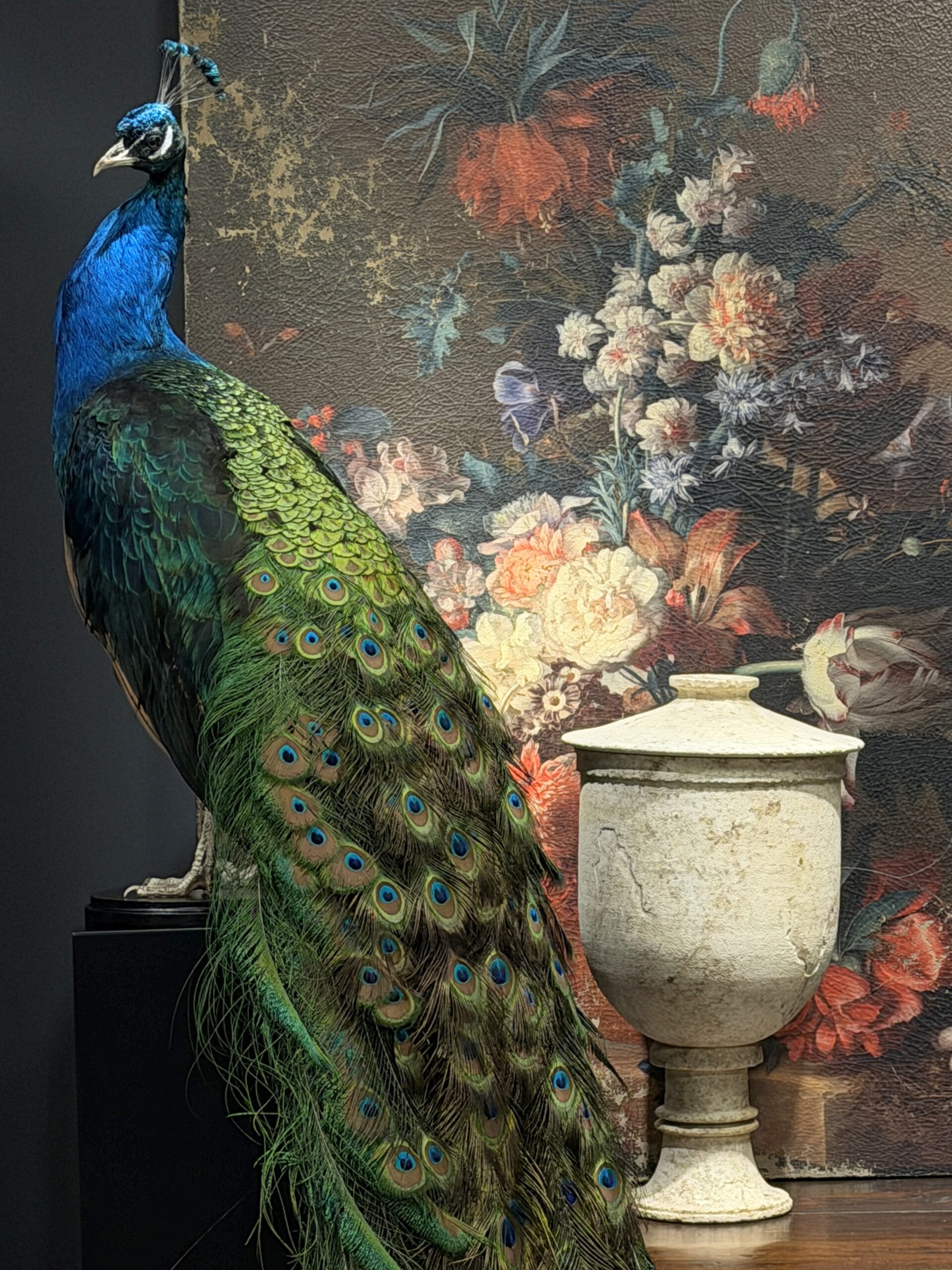 Opgezette pauw Opgezette pauw