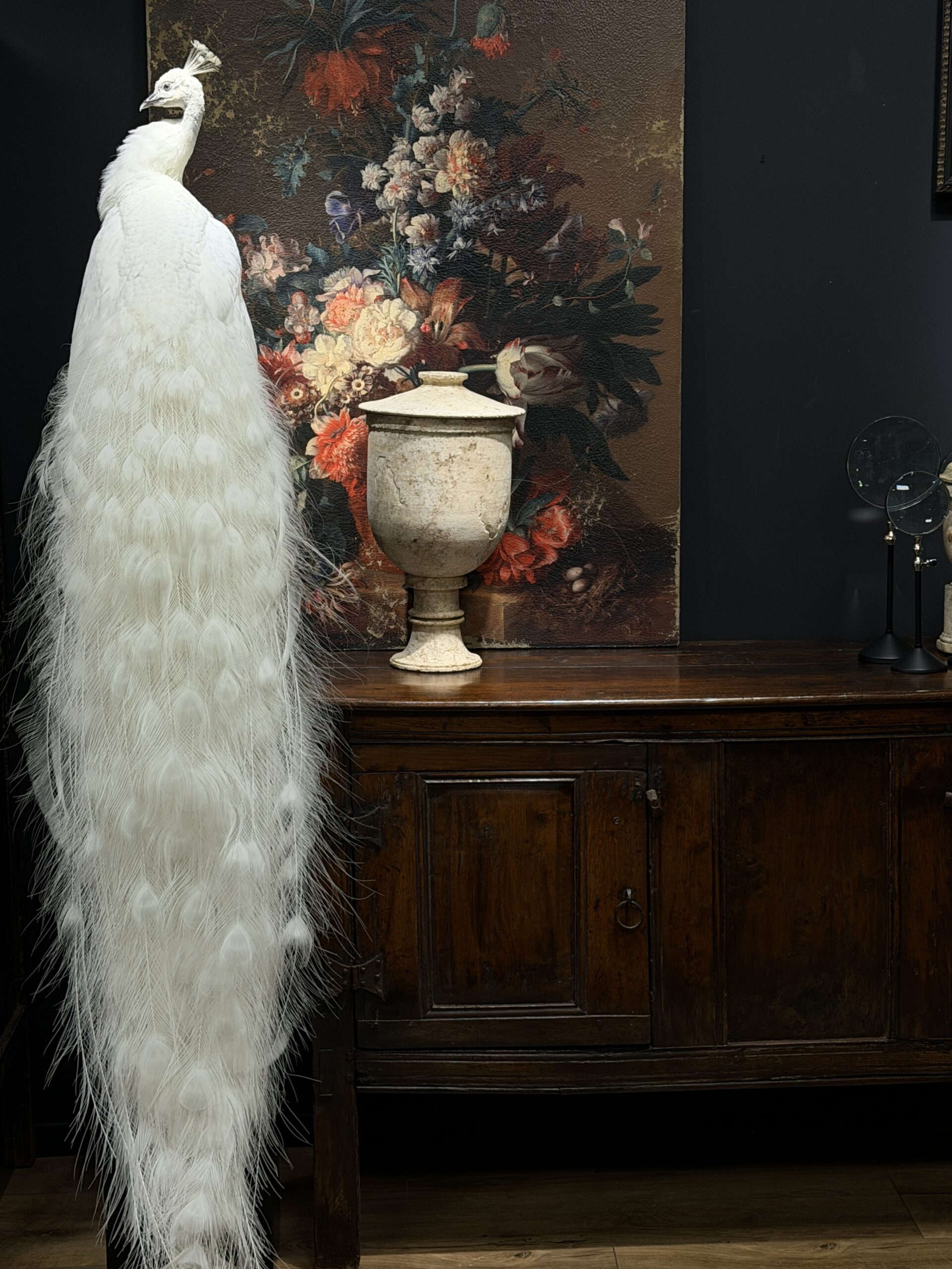 Opgezette witte pauw Opgezette witte pauw